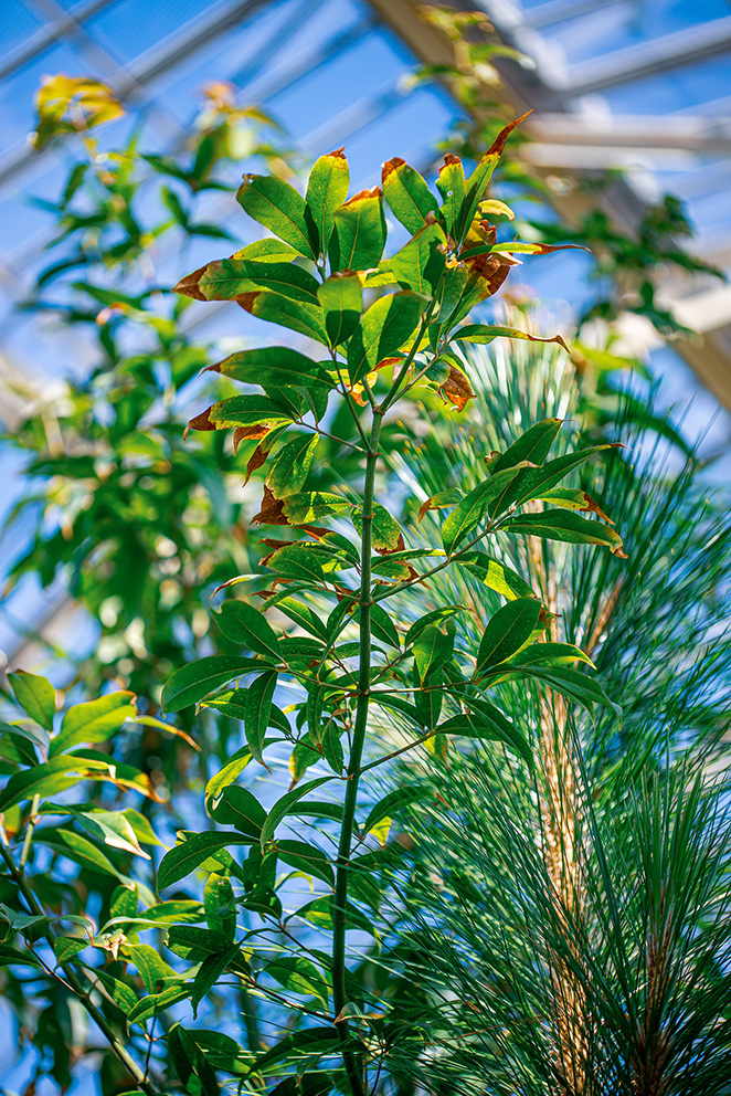 The image depicts a lush, green plant with broad leaves, possibly located in a greenhouse or conservatory. The plant is tall and healthy, with some leaves showing signs of browning at the edges. The background features other tropical plants and a structure that appears to be part of a greenhouse framework, allowing sunlight to filter through.