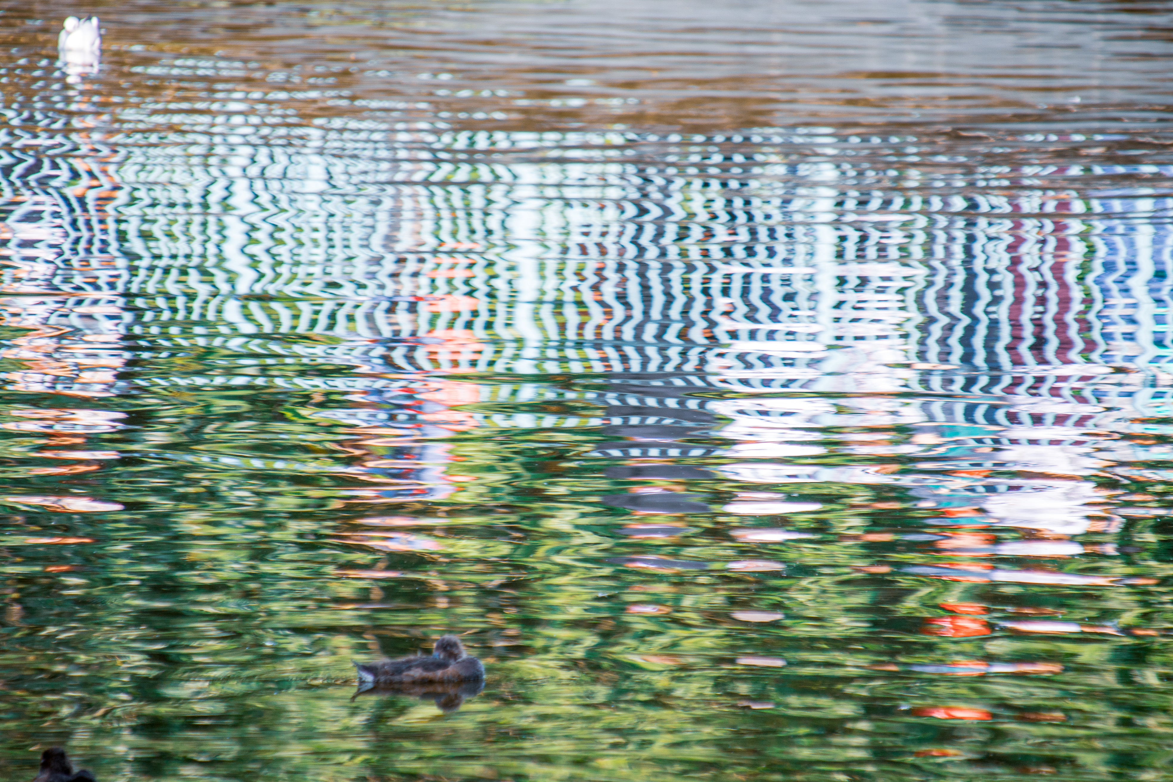 The image depicts a serene water scene with reflections of trees and possibly buildings on the water's surface. A duck is swimming in the foreground, and another bird is partially visible in the background. The water is calm, creating a mirror-like effect with the reflections.