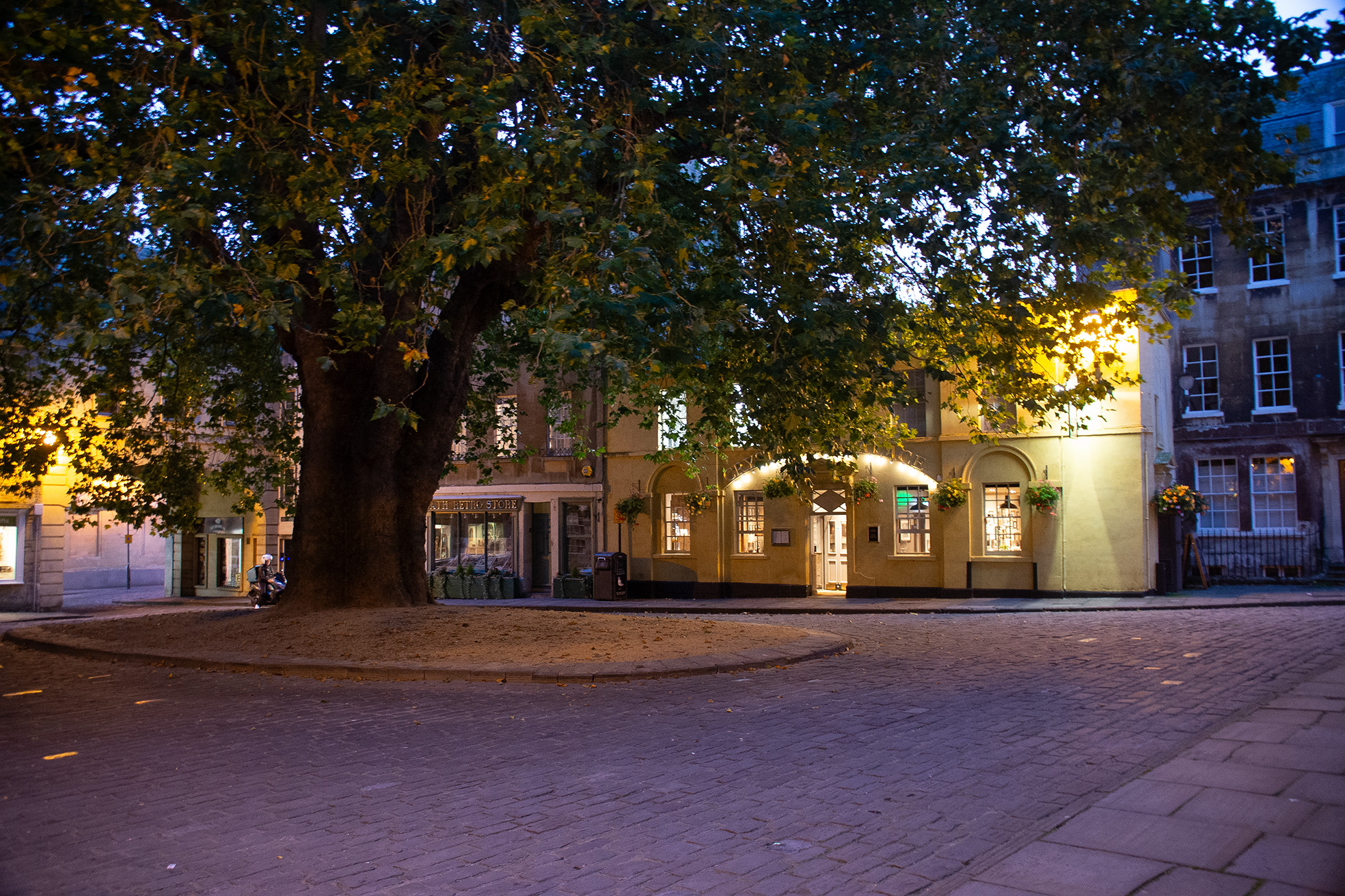 The image depicts a quiet, tree-lined street at dusk. The large tree in the foreground casts a shadow over the cobblestone pavement. The buildings in the background are softly illuminated, with one of them housing a shop named 'The Olde Curiosity Shop'. The scene is peaceful and serene, with no people visible and only a few lights on in the buildings.