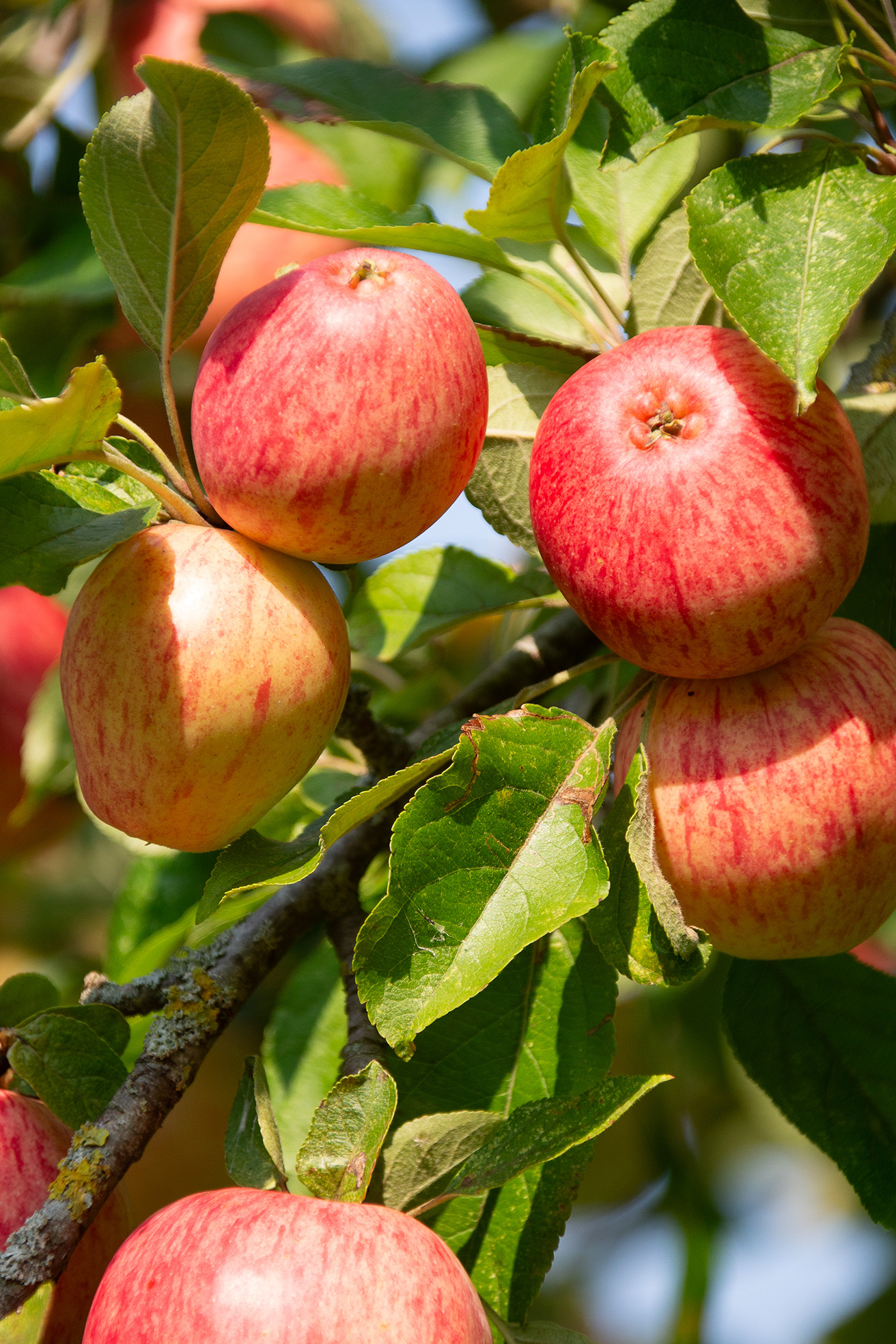 The image shows a cluster of apples growing on a tree. The apples are a mix of red and yellow colors, indicating they are ripe. The leaves surrounding the apples are green with some showing signs of damage or disease. The background is blurred, focusing attention on the apples and leaves in the foreground.
