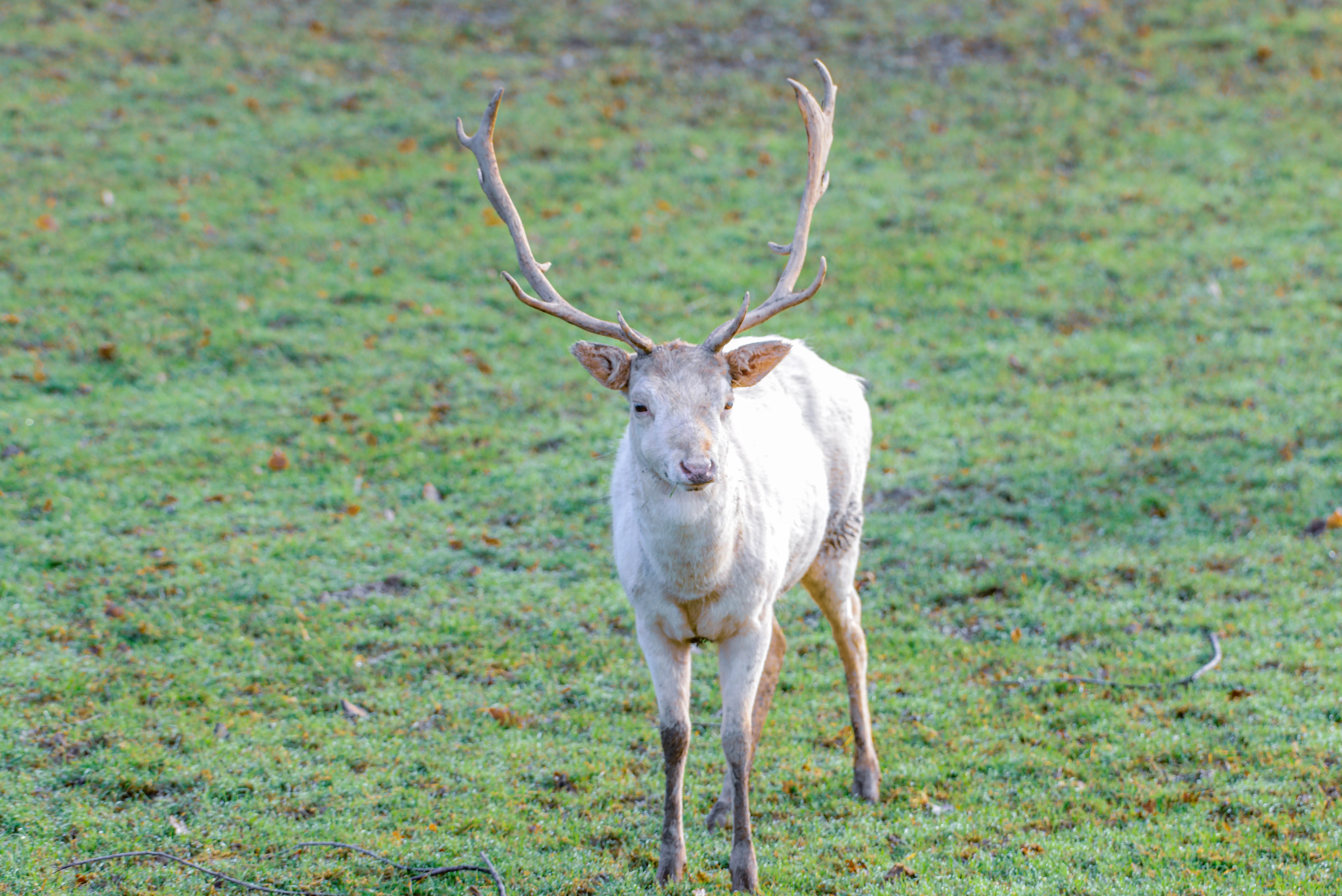 A white fallow deer with large, branched antlers stands in a field of green and brown grass, looking directly at the viewer
