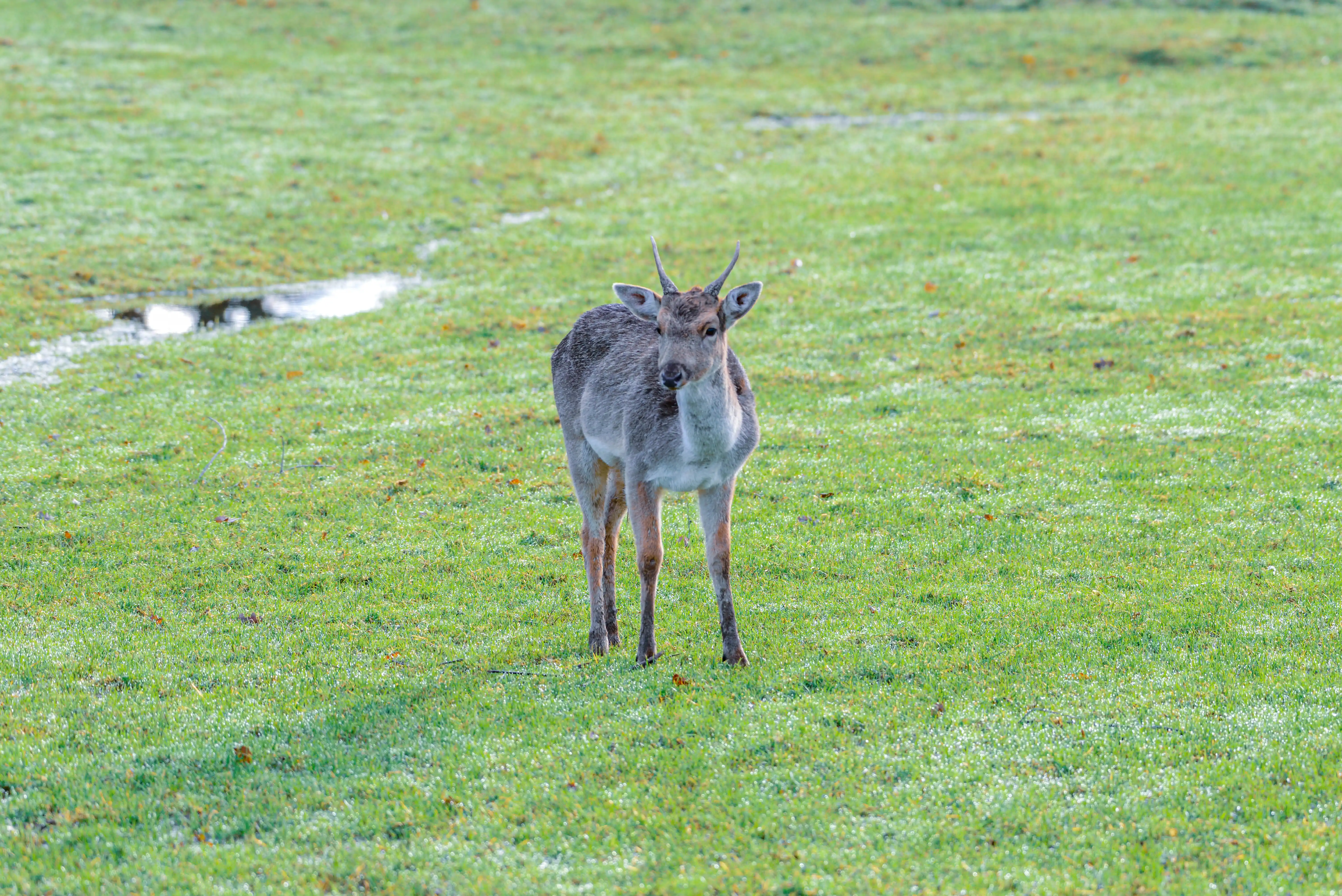 A young deer with short antlers and speckled fur stands in a green field with dew on the grass and a puddle in the distance.