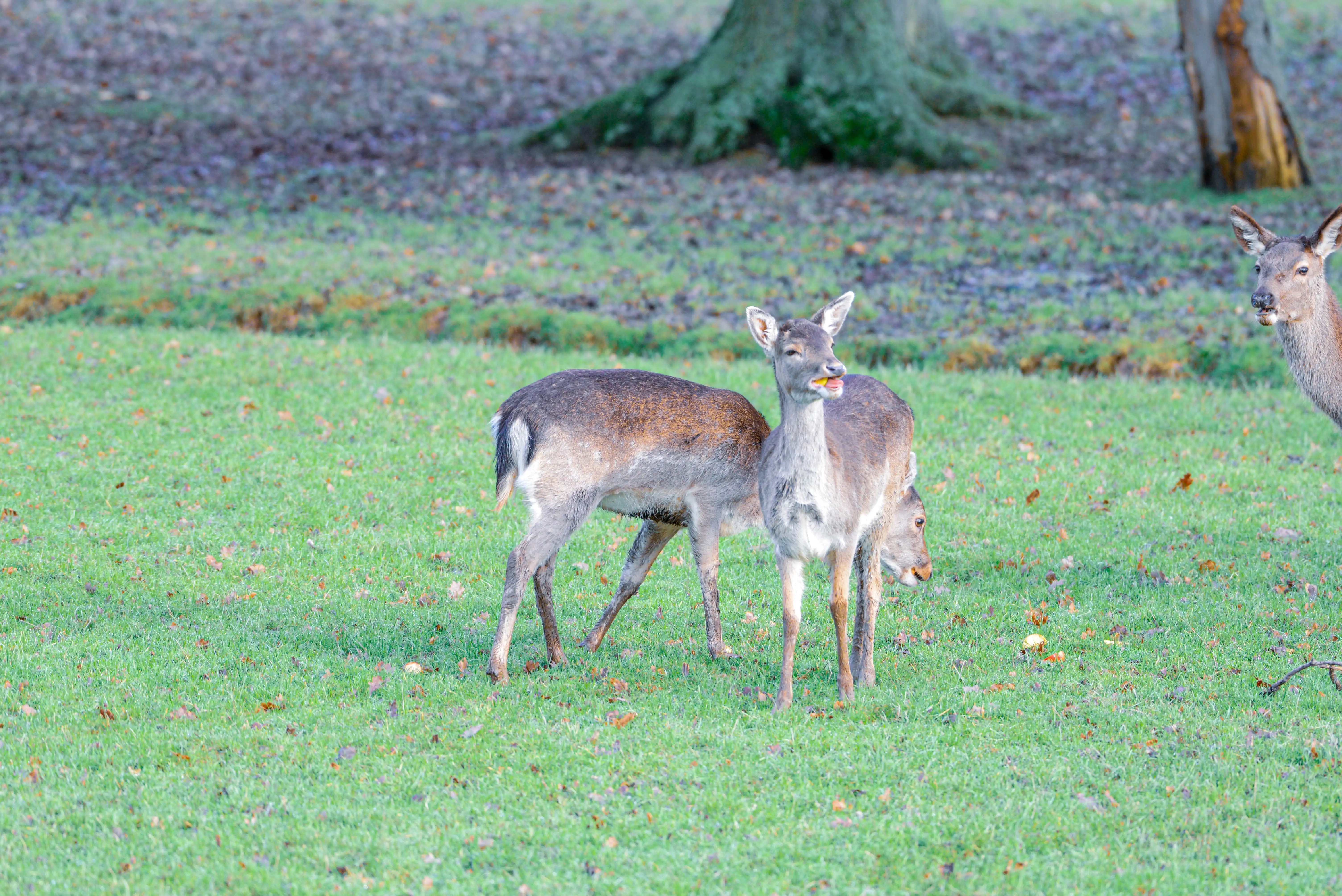 Two deer standing on a grassy field with scattered fallen leaves. The deer in the foreground, with its grayish-brown coat and white underbelly, appears to be calling or communicating, while another deer is visible in the background near a tree trunk
