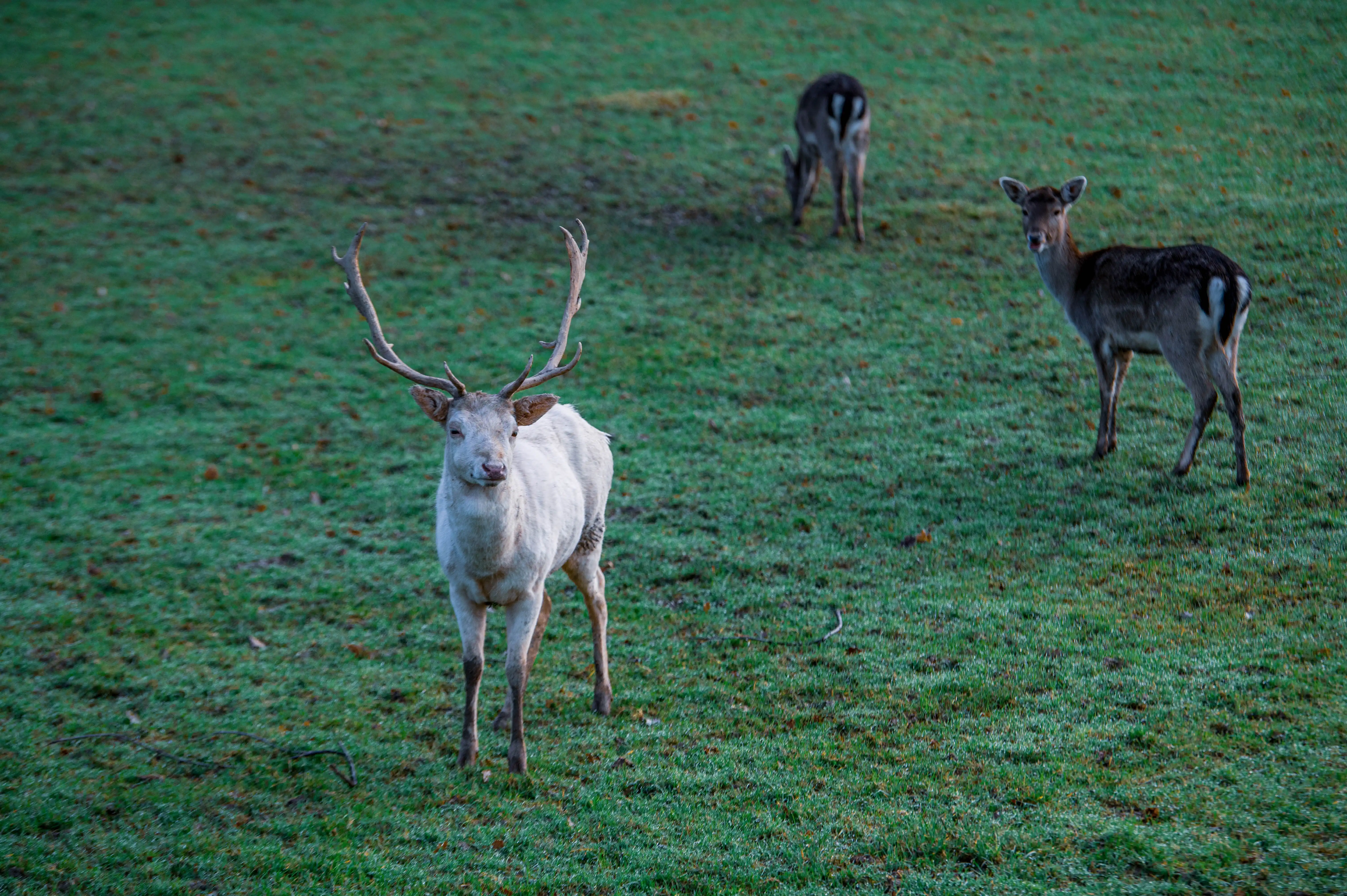 A white fallow deer with large antlers is the main subject, facing the camera in a field of green grass. Two other deer, one looking at the camera and another with its head down, are in the background. The ground is covered in dew, giving it a glistening appearance.