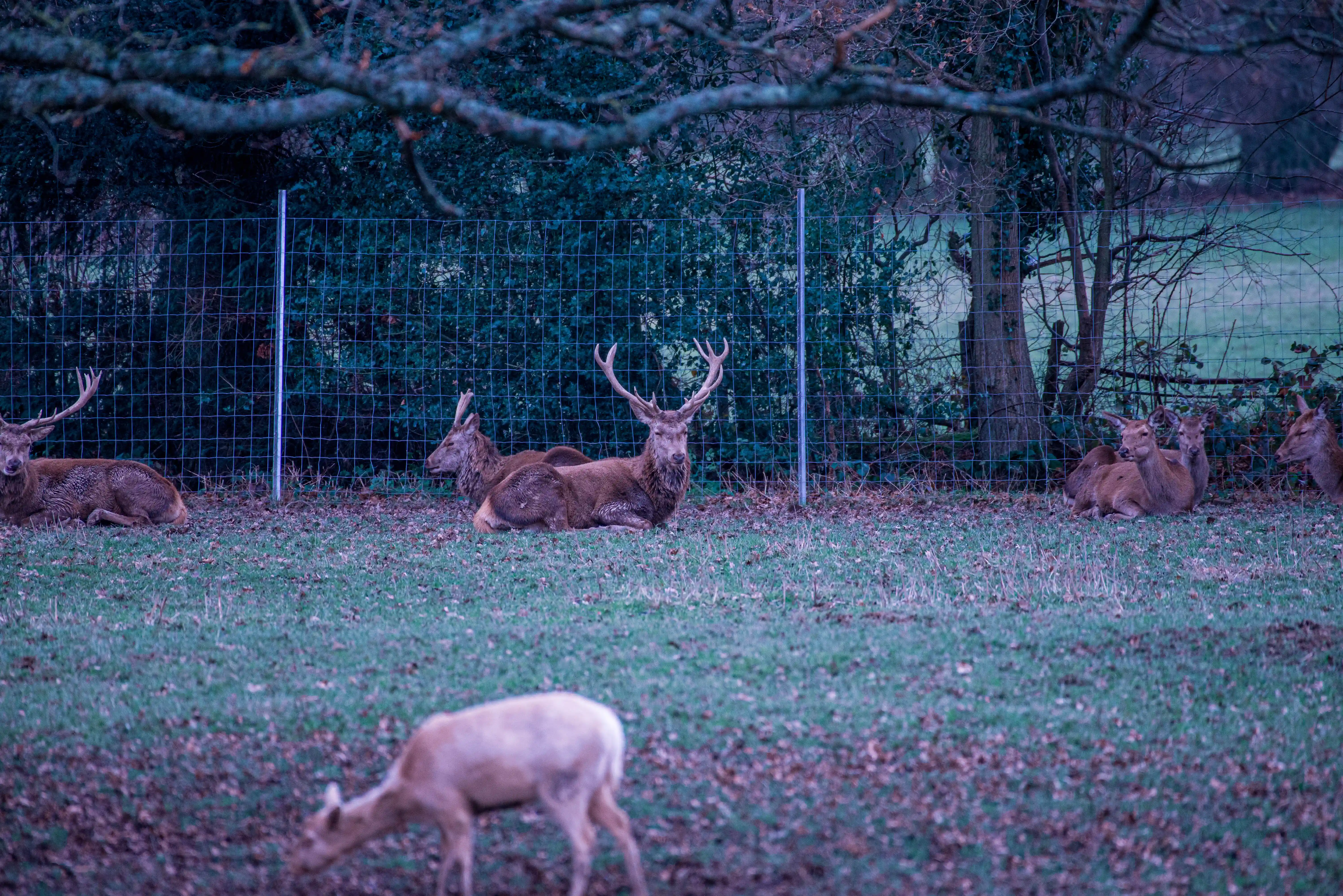 A group of deer, predominantly red deer with one stag prominently featuring large antlers, are lying down on a grassy field. A wire mesh fence separates them from a wooded area in the background. A lighter-coloured deer is visible in the foreground, grazing.