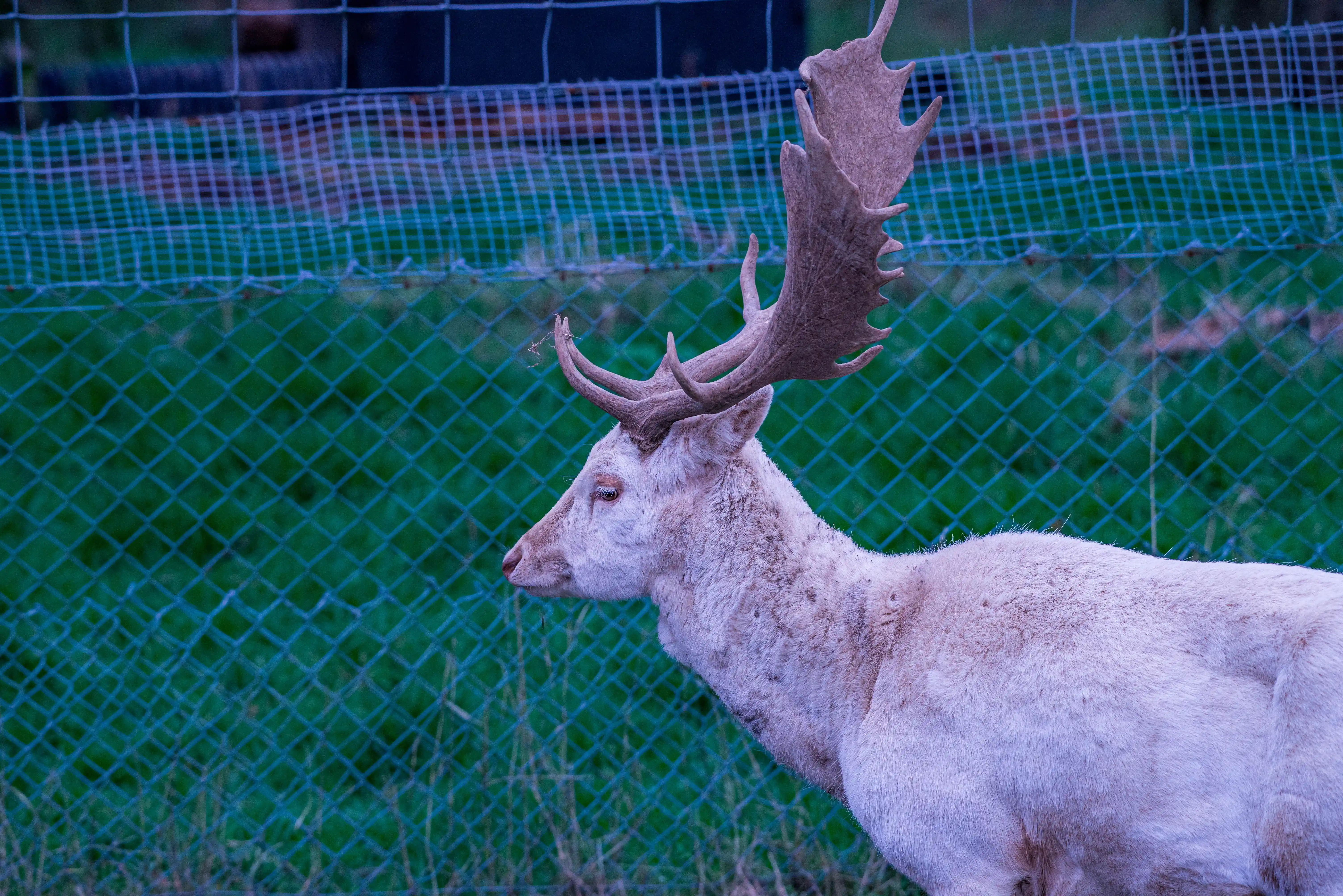 A profile view of an albino deer with impressive antlers, standing next to a green wire fence.