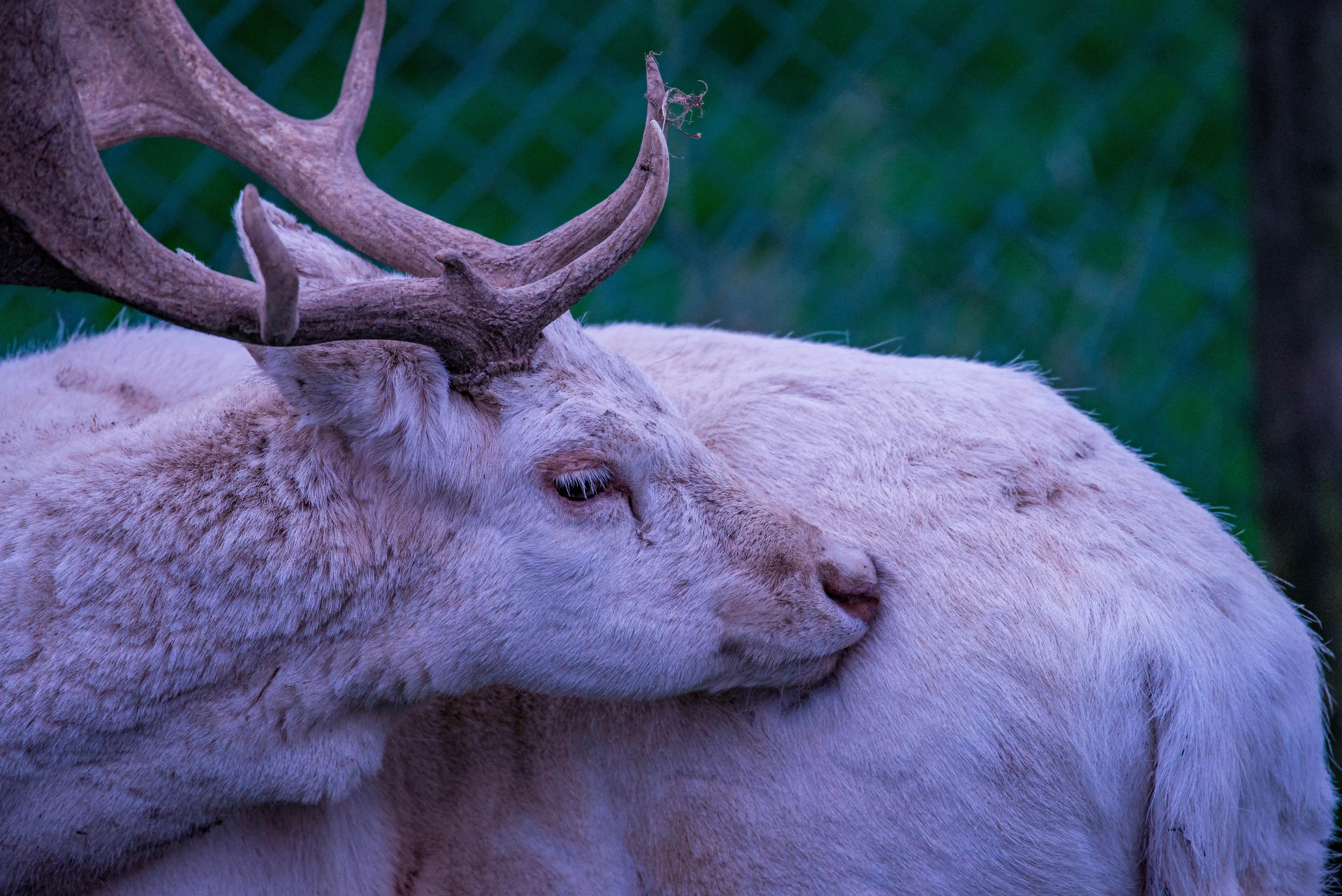 A close-up profile of an albino deer's head and upper body, its large, branched antlers prominent against a softly blurred green background.