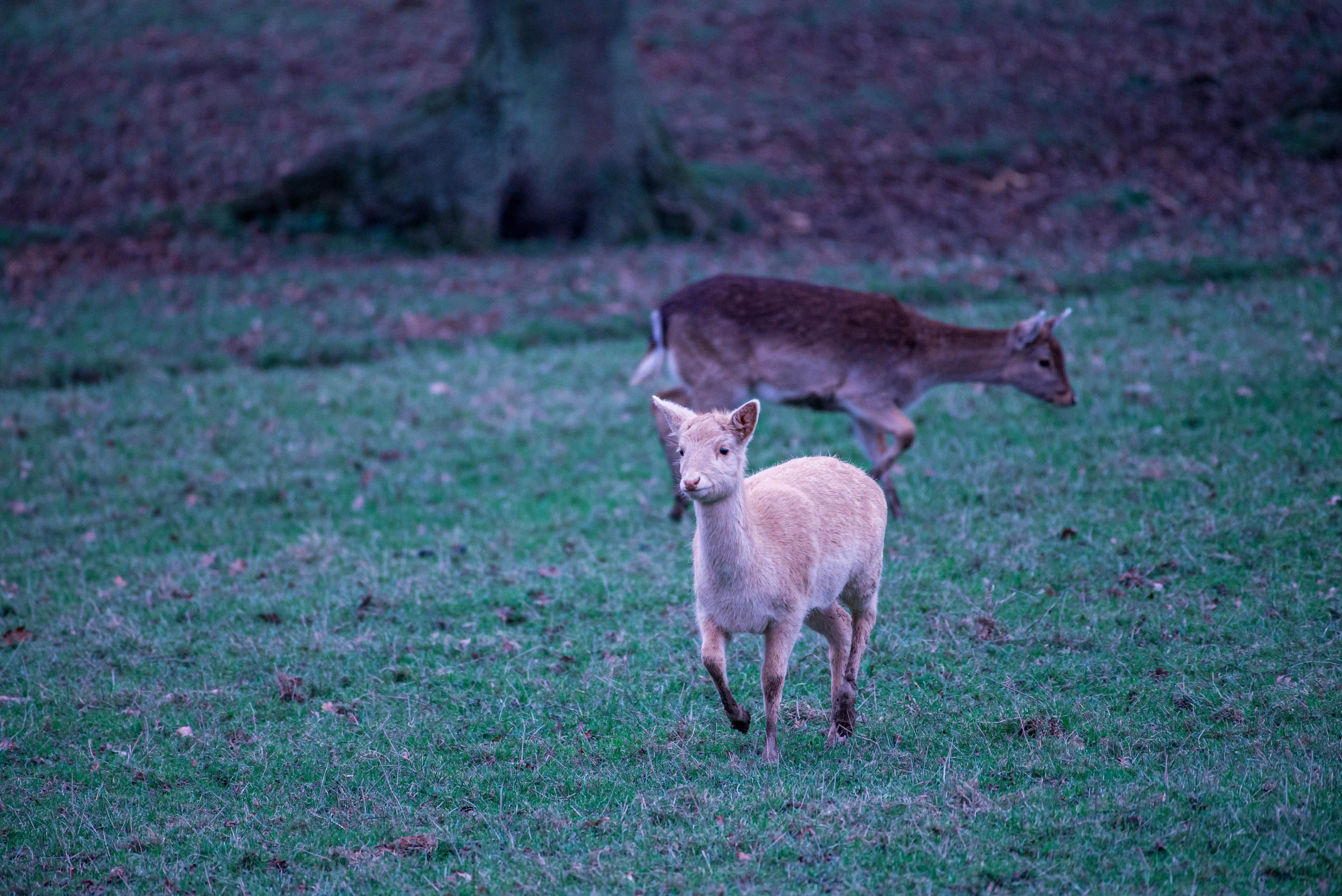 A young pale fallow deer is in focus in the foreground, looking towards the camera, with another fallow deer in the blurred background.