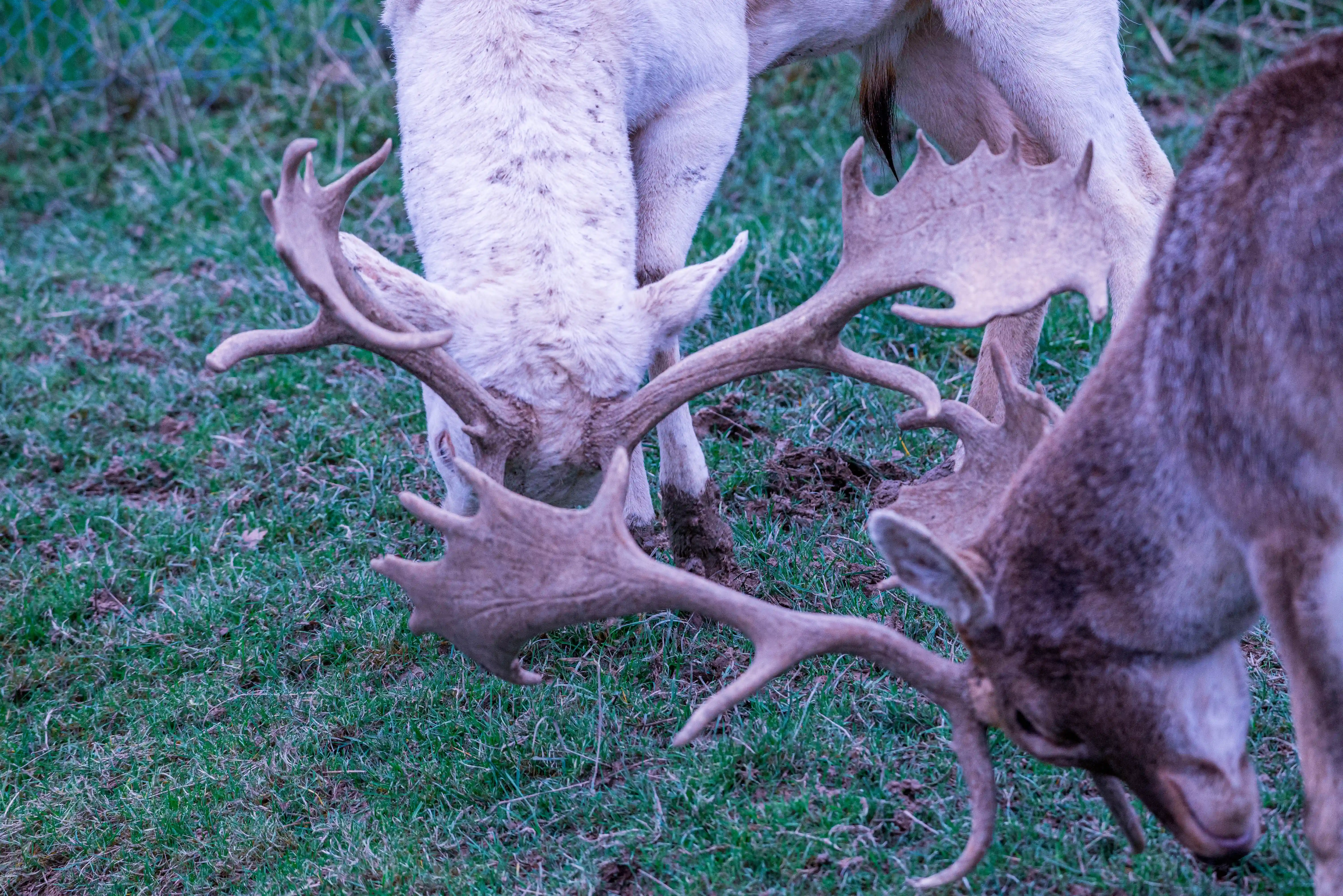 Two fallow deer, one albino and one brown, are captured from a high angle grazing in a grassy field, their magnificent antlers prominently displayed.