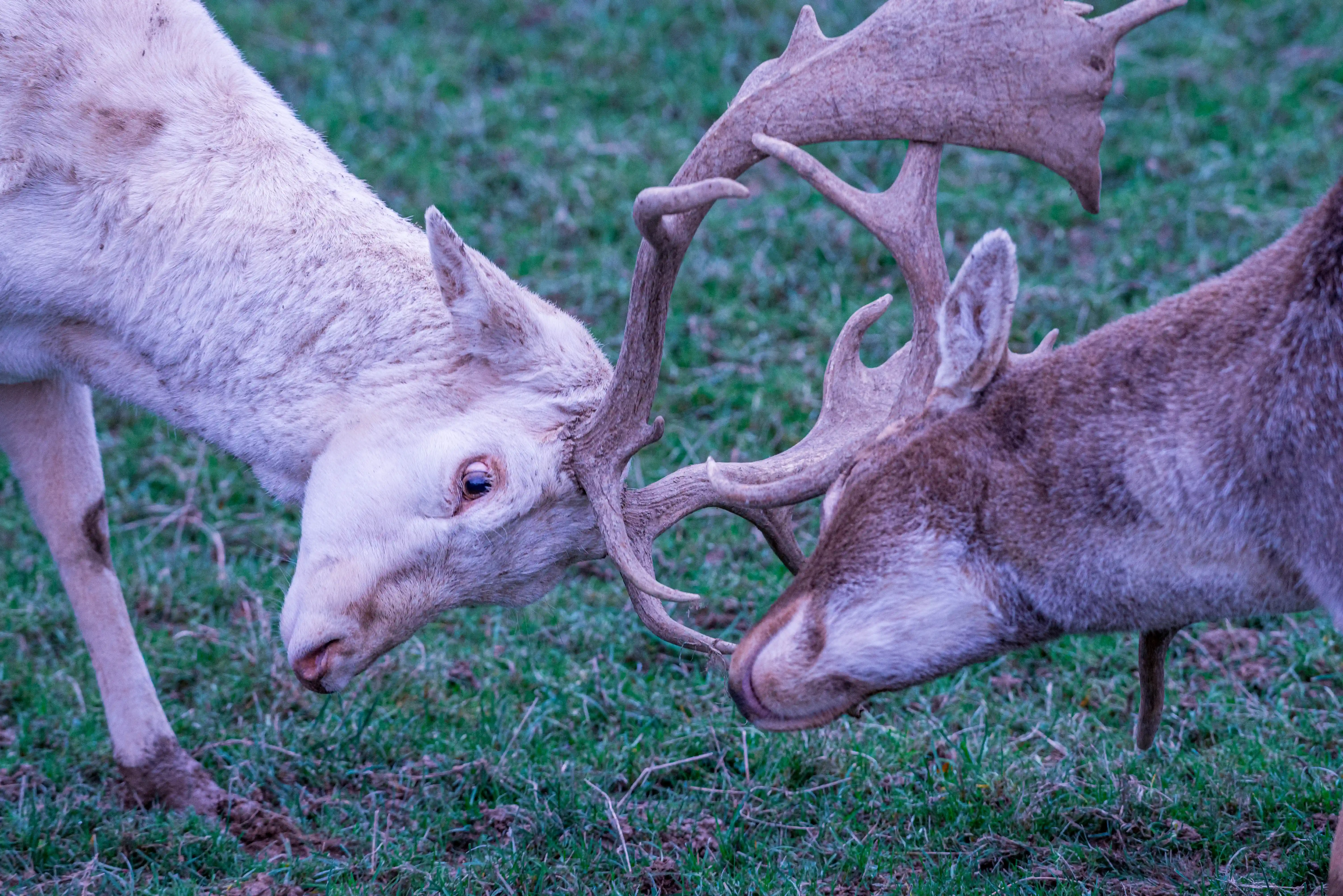 Close-up of two fallow deer facing each other, with their large, branched antlers intertwined. One deer has pale, almost white fur, while the other has brown fur. They are standing on a green, grassy field.