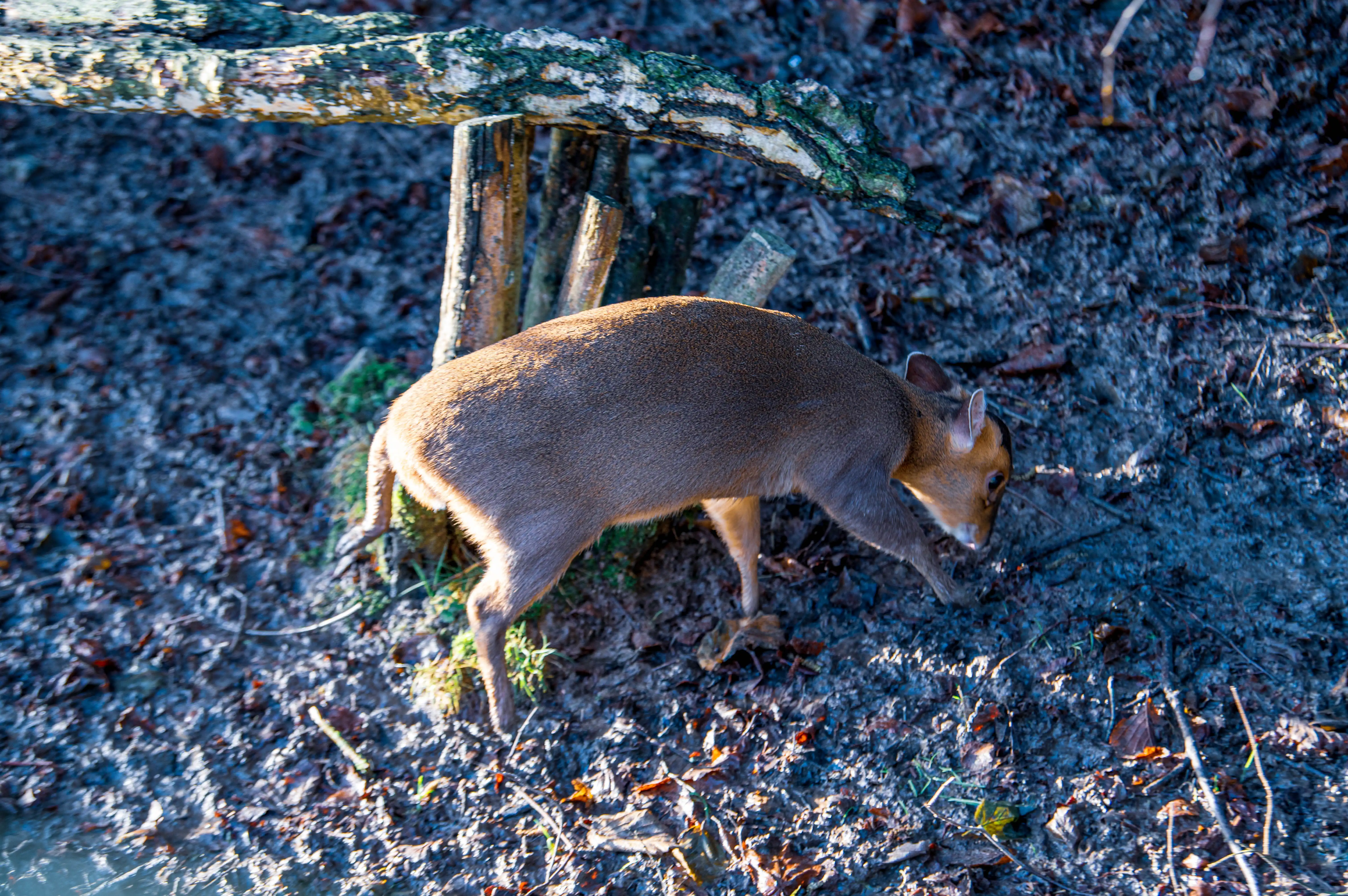 Muntjac deer walking on muddy woodland ground beside fallen branches and upright logs.