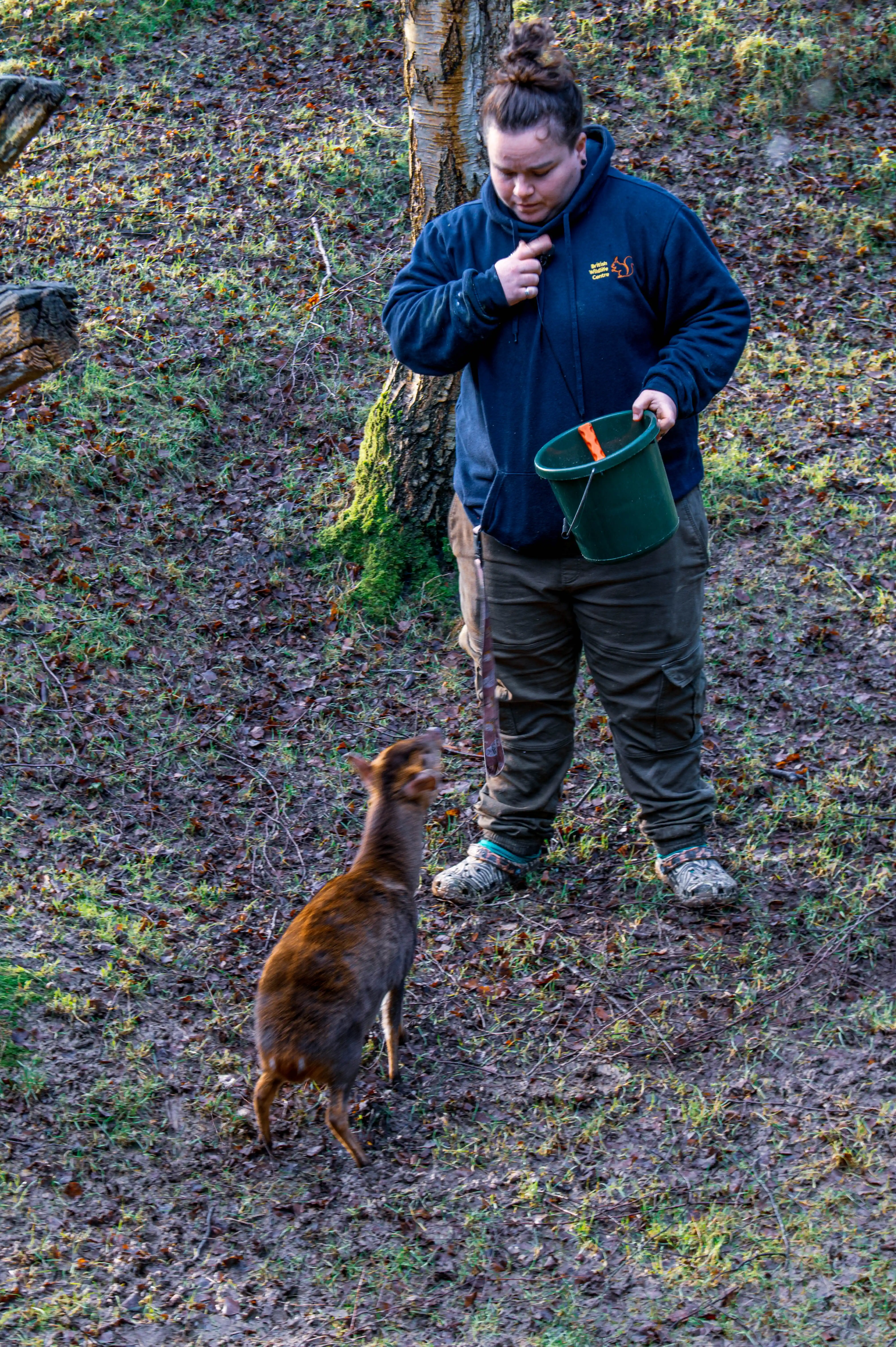Person holding a green bucket feeding a muntjac on muddy grass near a tree.
