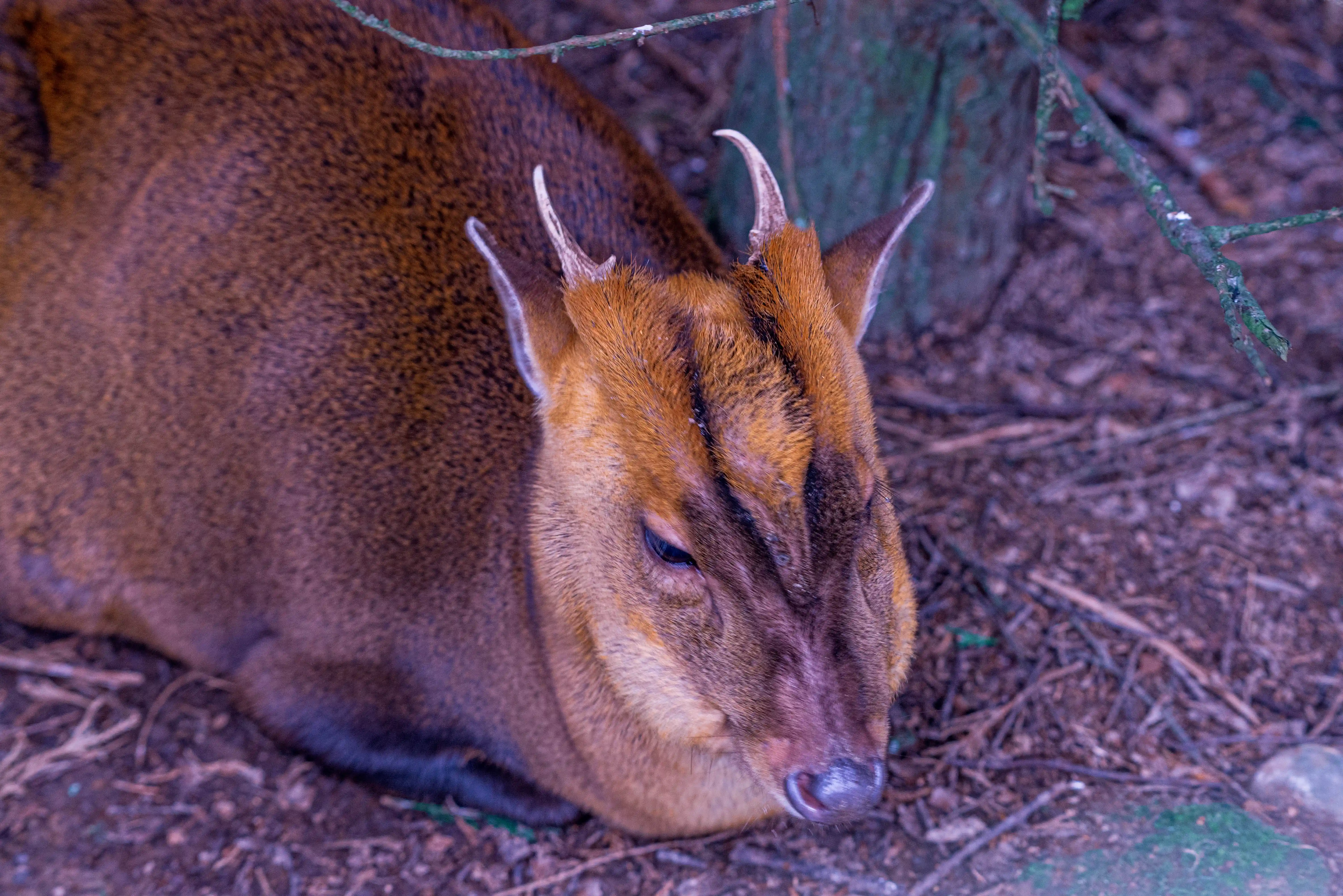 A male muntjac deer with small antlers is resting on the forest floor, its head turned slightly to the right.