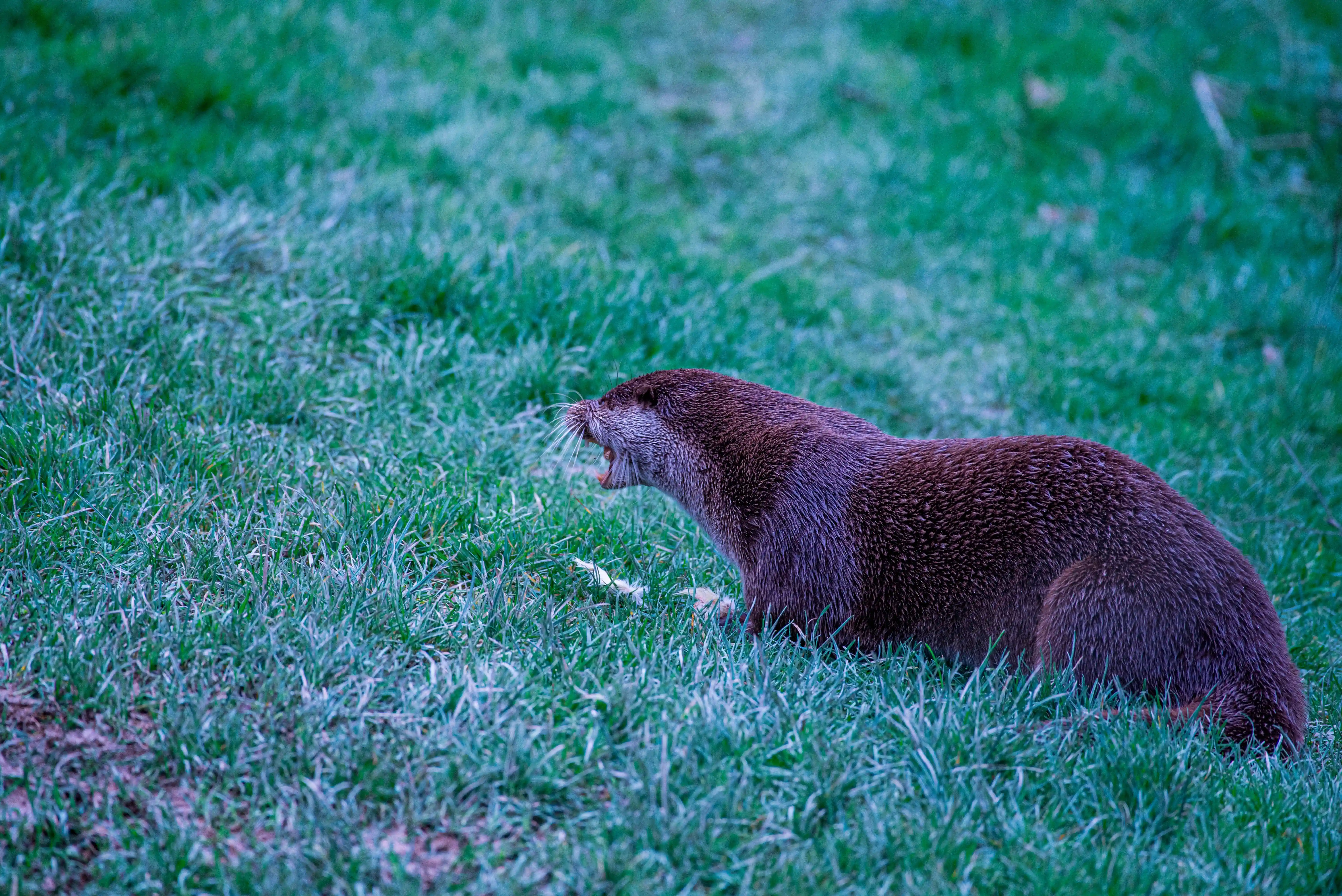 A brown otter lies in green grass, yawning with its mouth open.