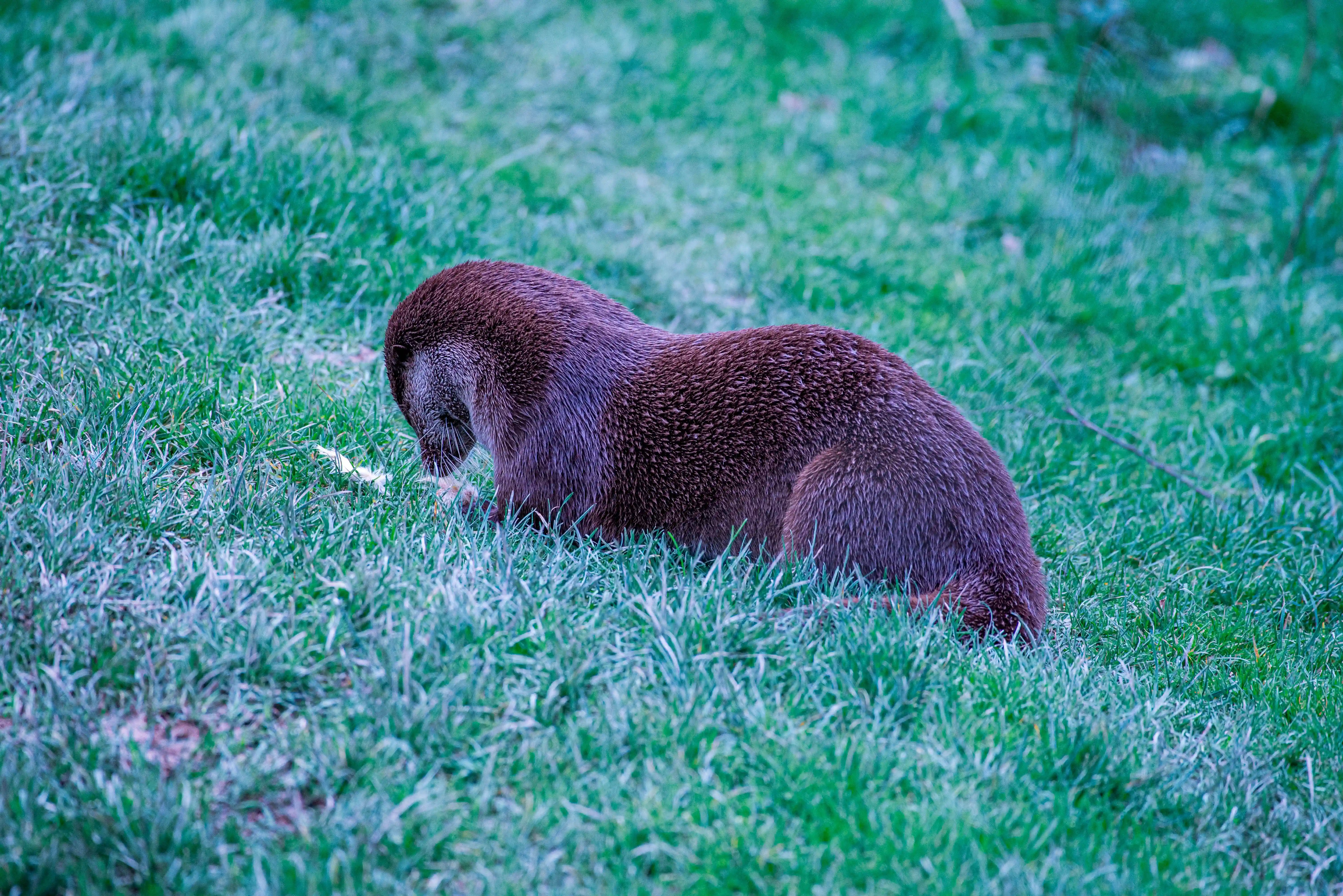A brown otter is on all fours in thick, green grass, with its head down searching for food.