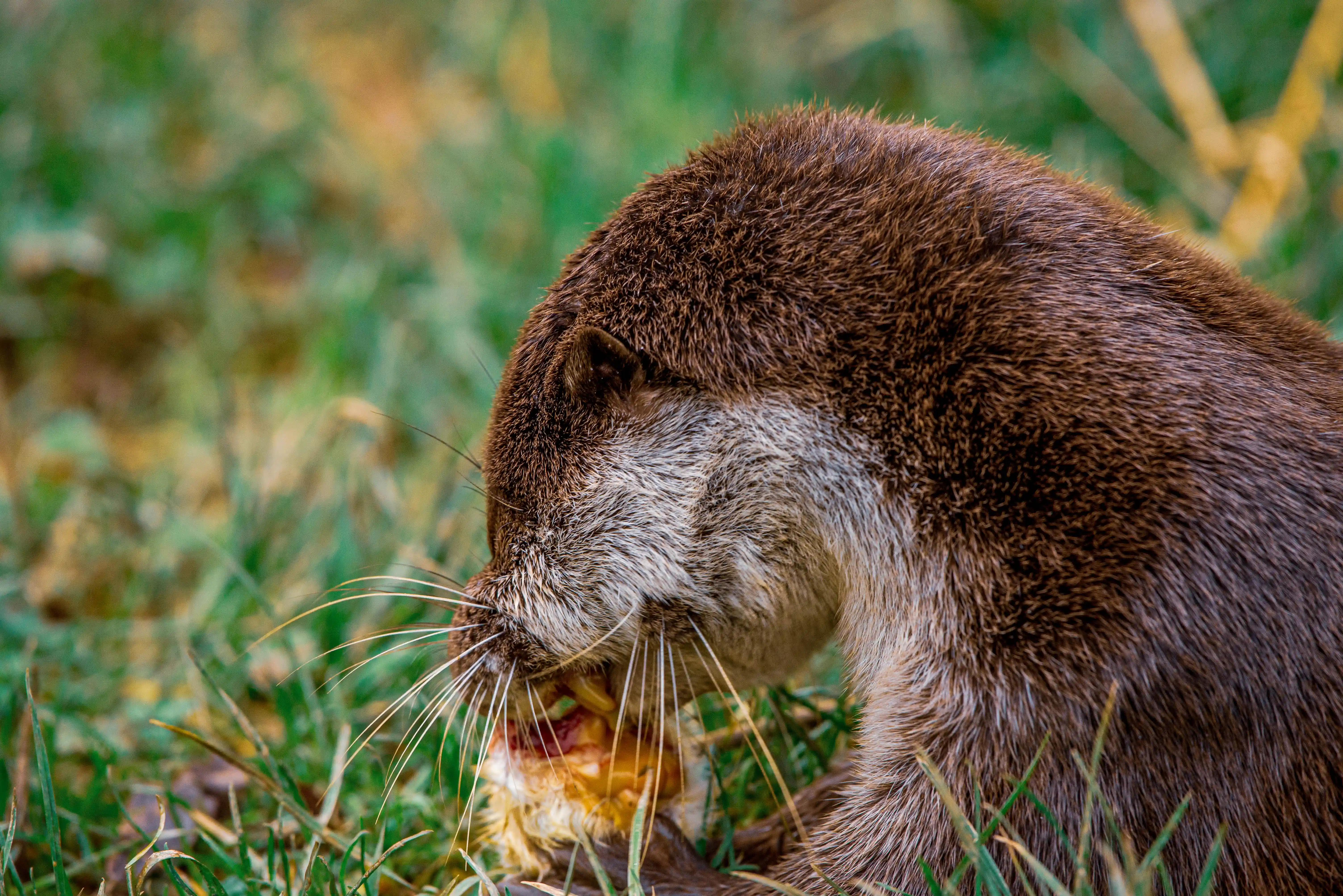 A close-up shot of an otter with its head down, focused on eating its prey amidst lush green grass and foliage. The otter's whiskers are prominent, and its fur texture is clearly visible.