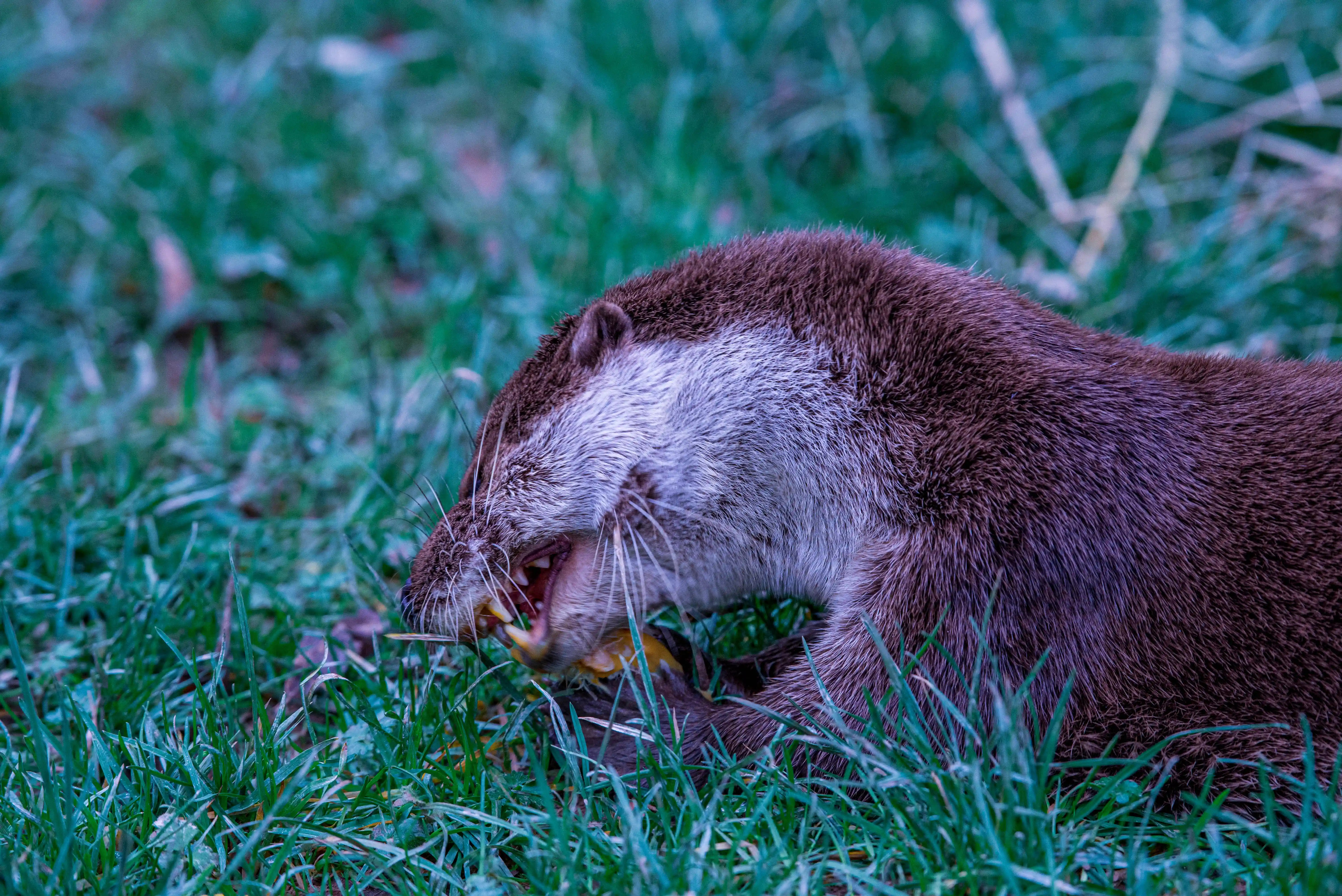 A brown otter with its mouth open, eating yellow food, sits in the green grass.