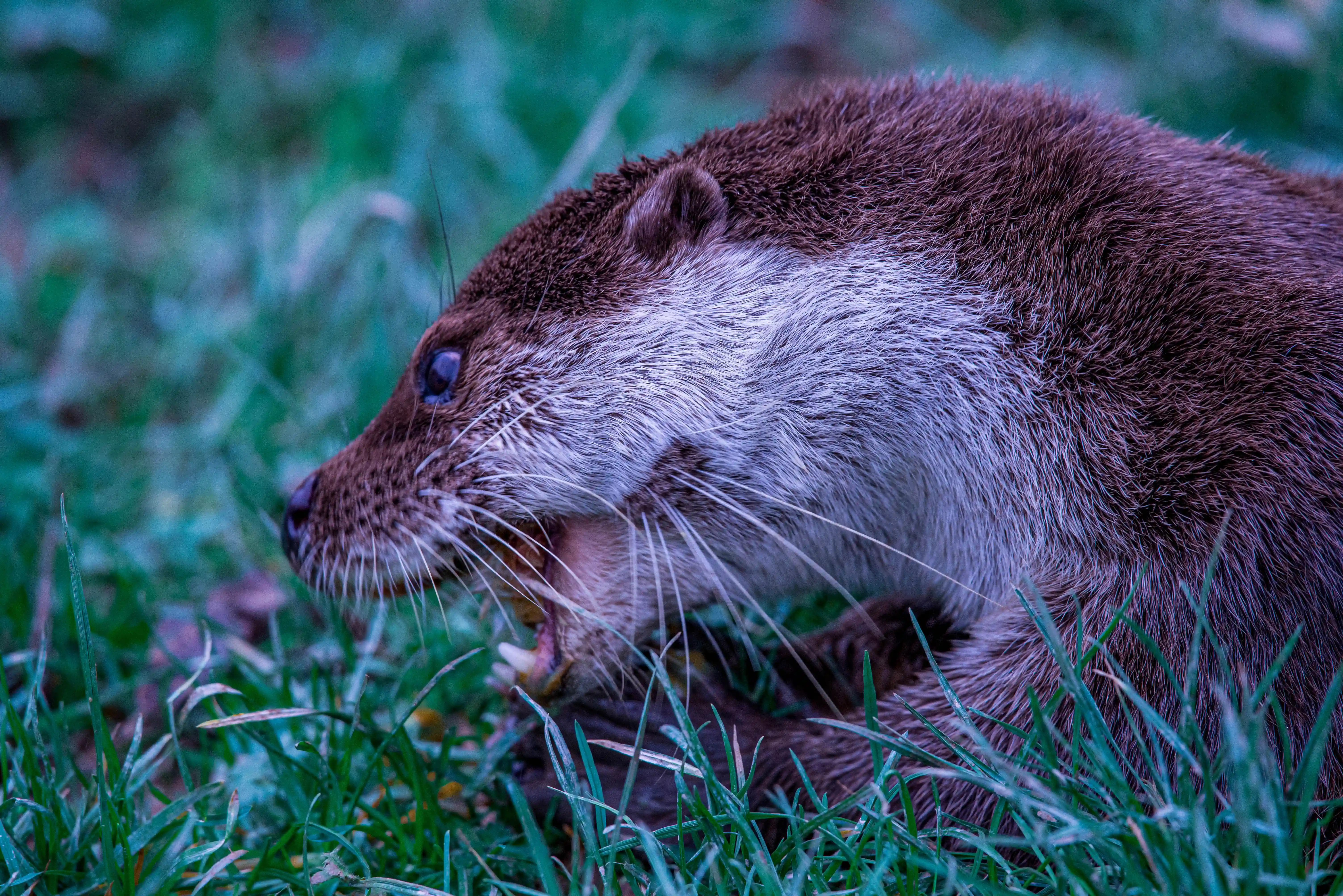 Close-up side view of an otter with its mouth open, showing its teeth and whiskers, surrounded by green grass.