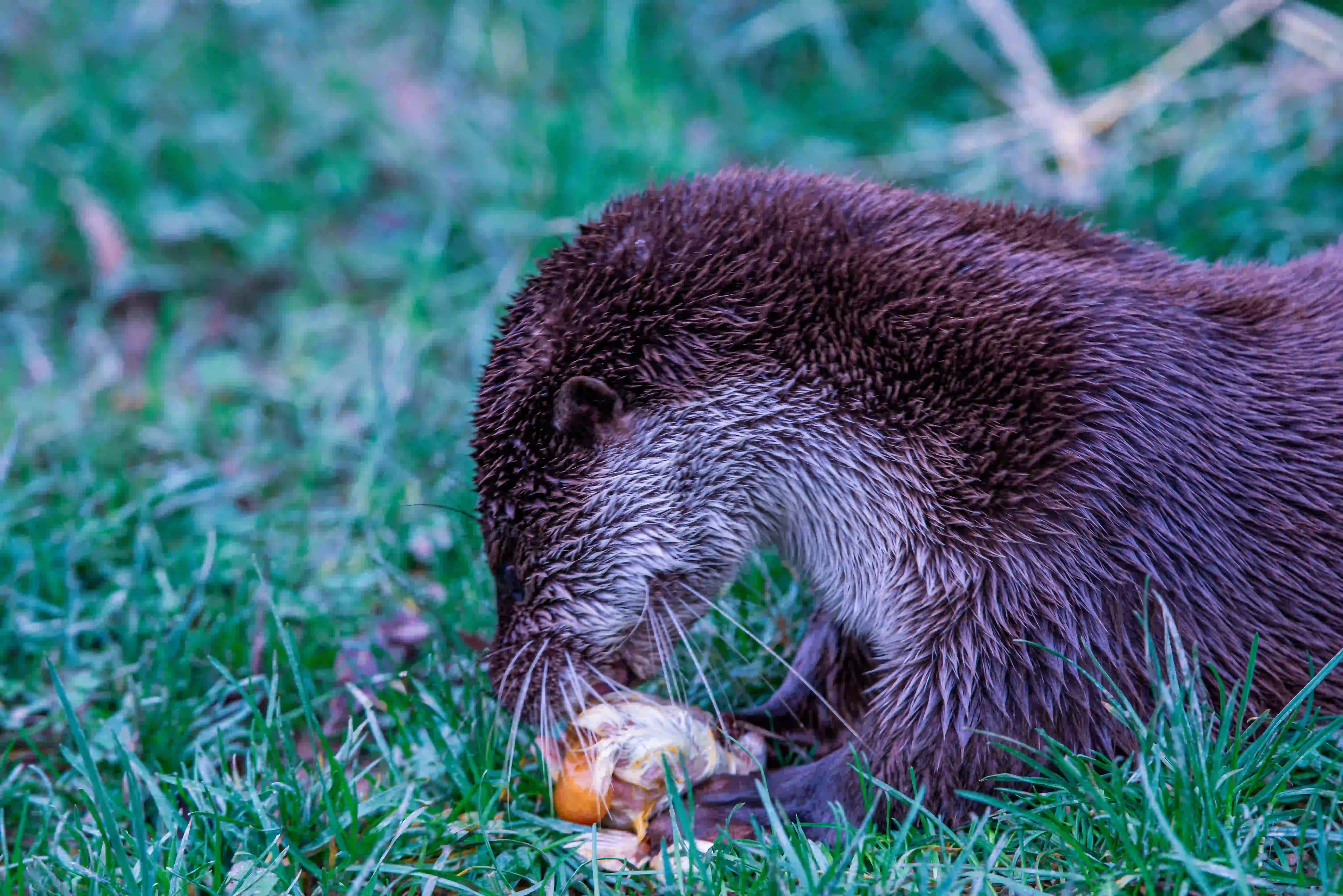 An otter is shown from the side, bent over and eating prey on the ground. Its fur is dark brown and wet, and the background is green grass.
