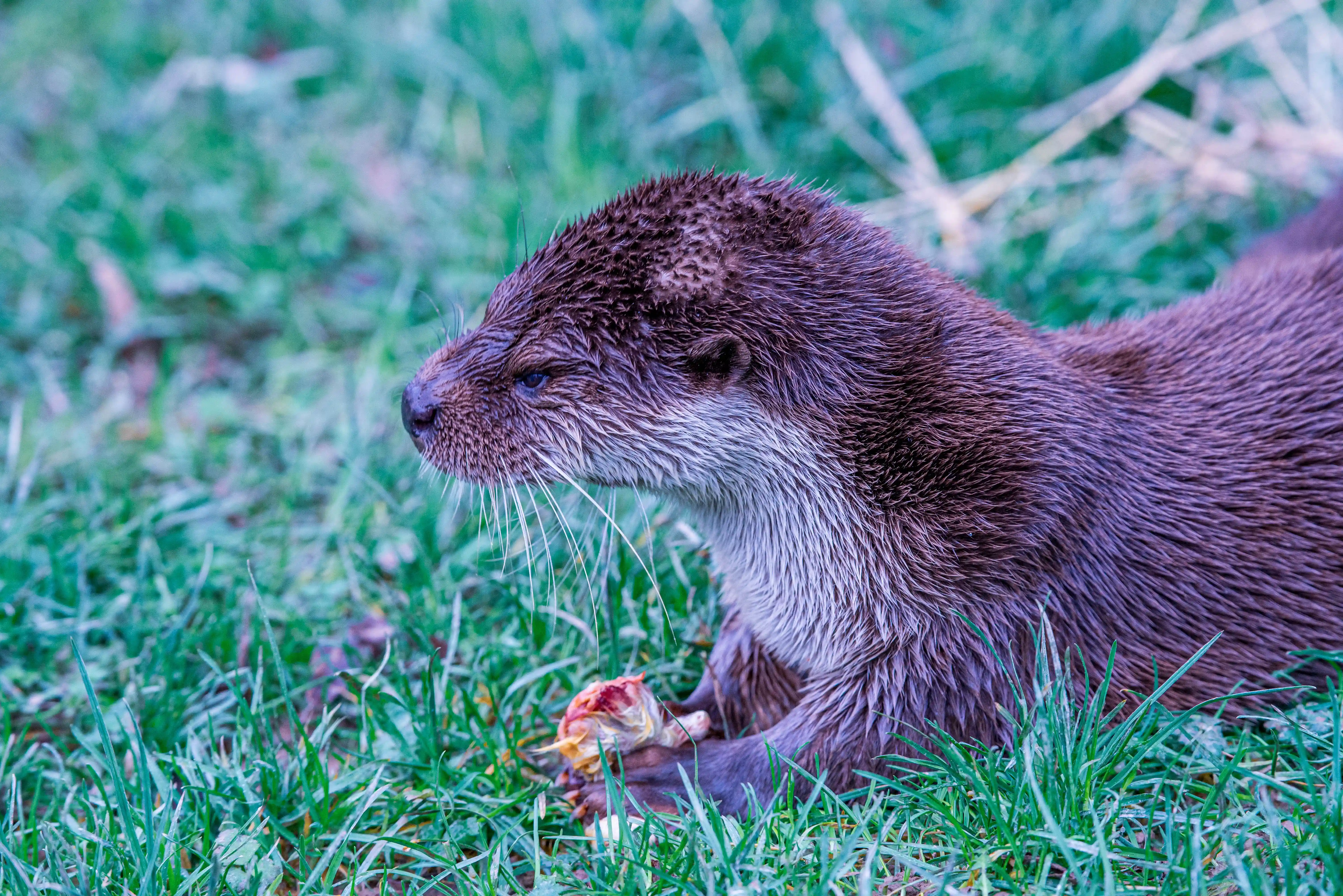 A brown otter with wet fur sits on green grass and eats a piece of food held in its paws.