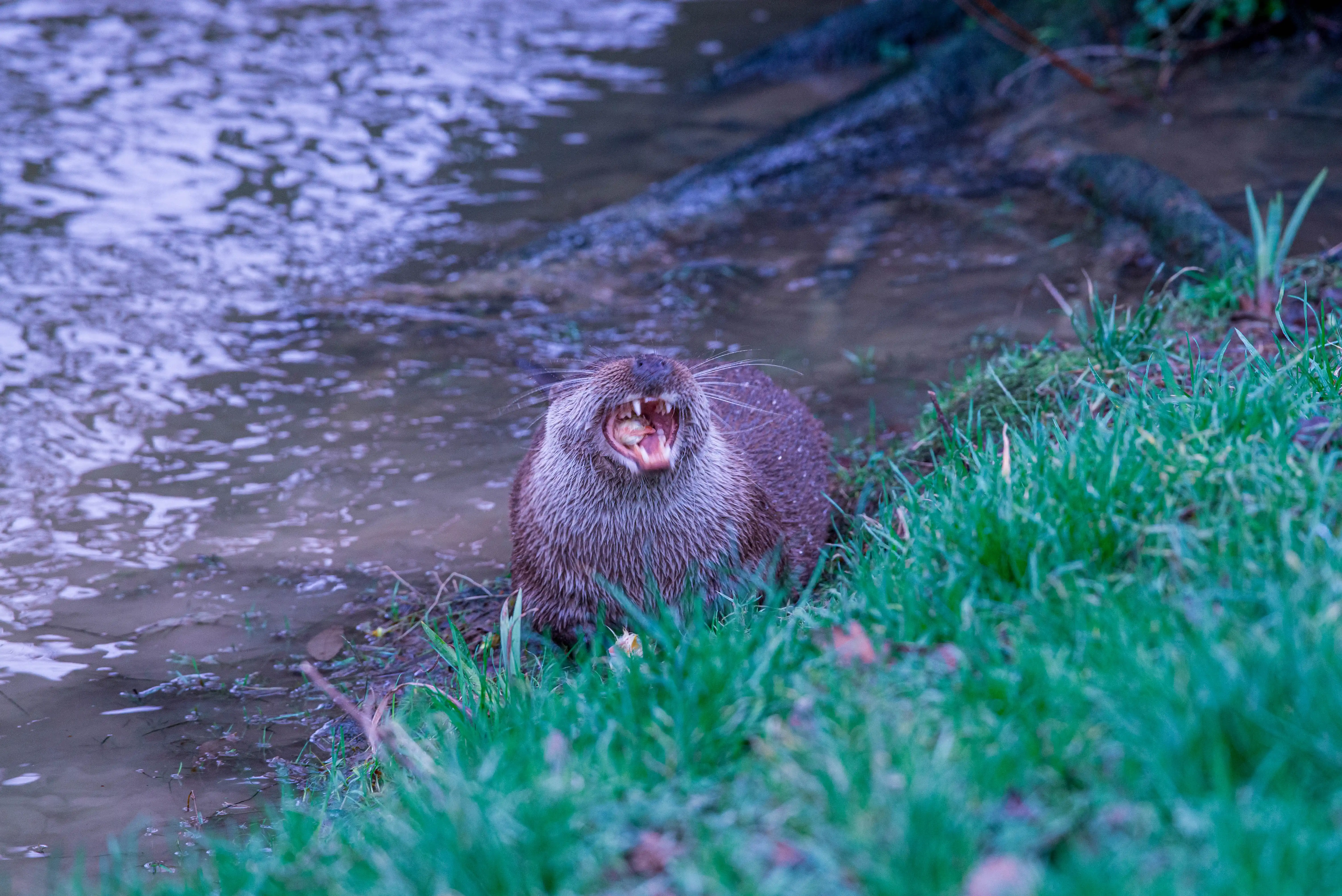 A wet, furry otter sits on the bank of a river with its mouth wide open, showing its teeth and tongue. Green grass is in the foreground, and the water is textured with ripples.