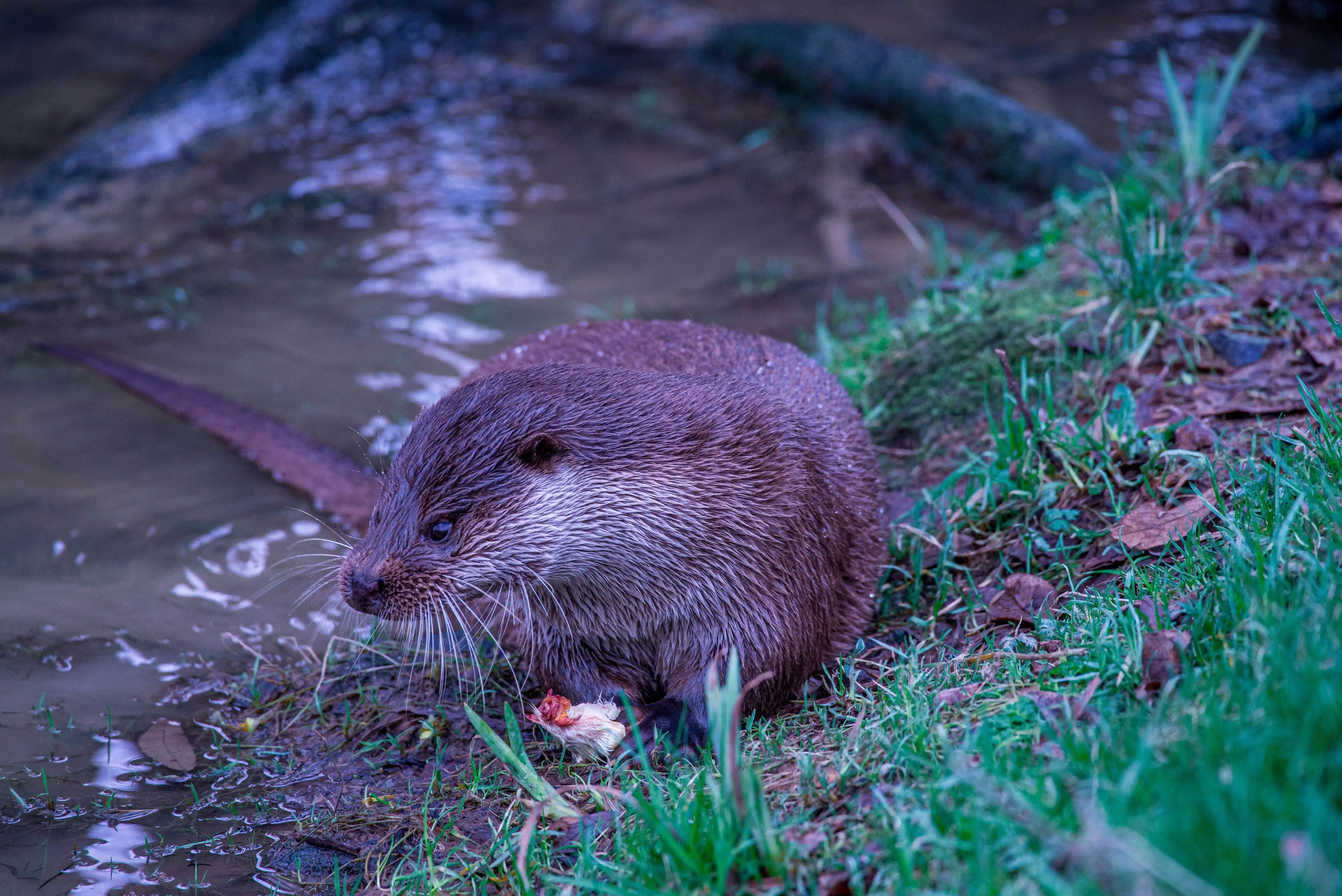 A brown otter sits on the bank of a dark body of water, holding a small piece of food in its front paws. Its fur is wet and its whiskers are fanned out. Green grass and fallen leaves are visible on the bank.
