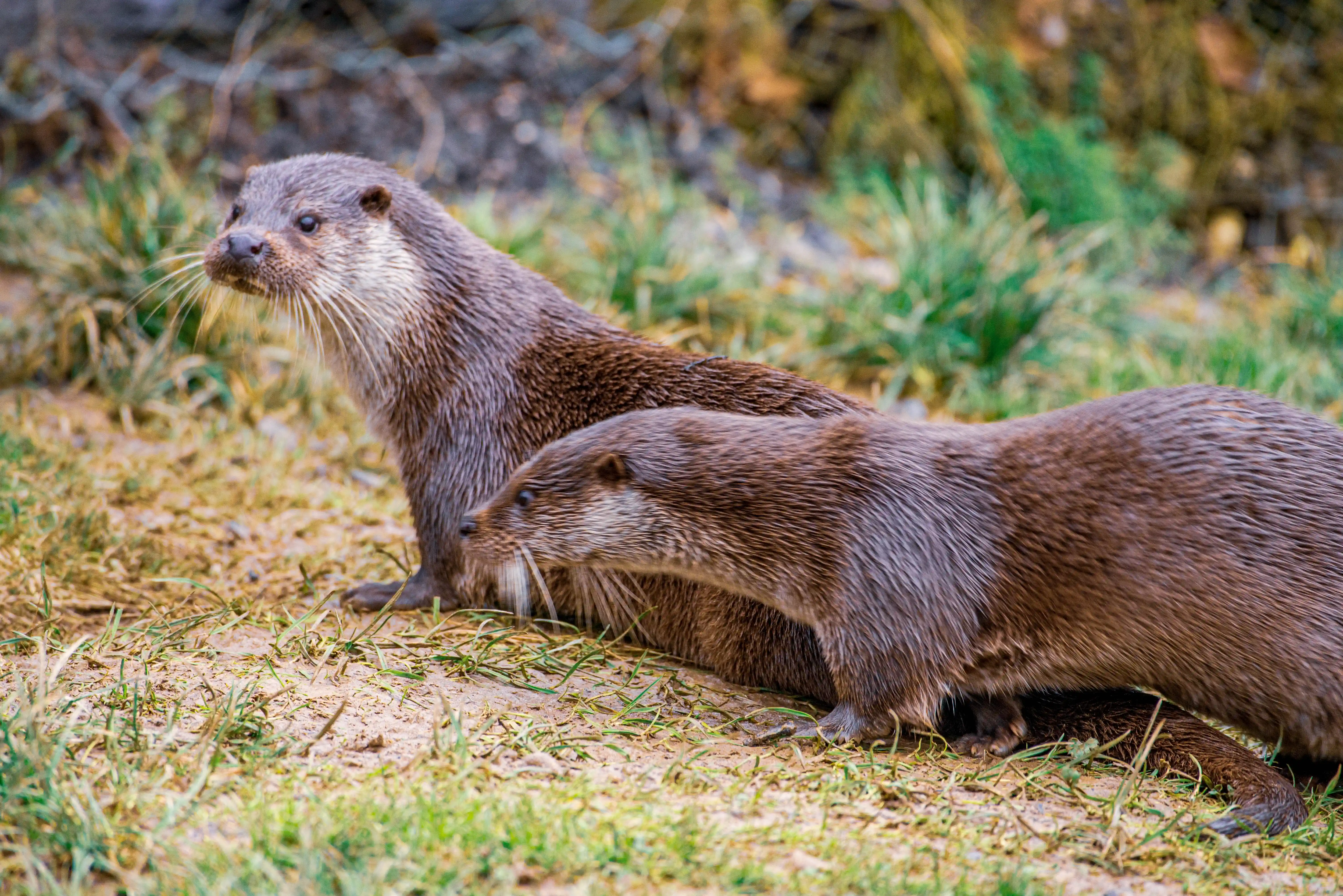 Two otters with dark brown fur and prominent white whiskers are lying down on a sandy and grassy area. The otter in front is facing left, and the otter behind it is facing right.