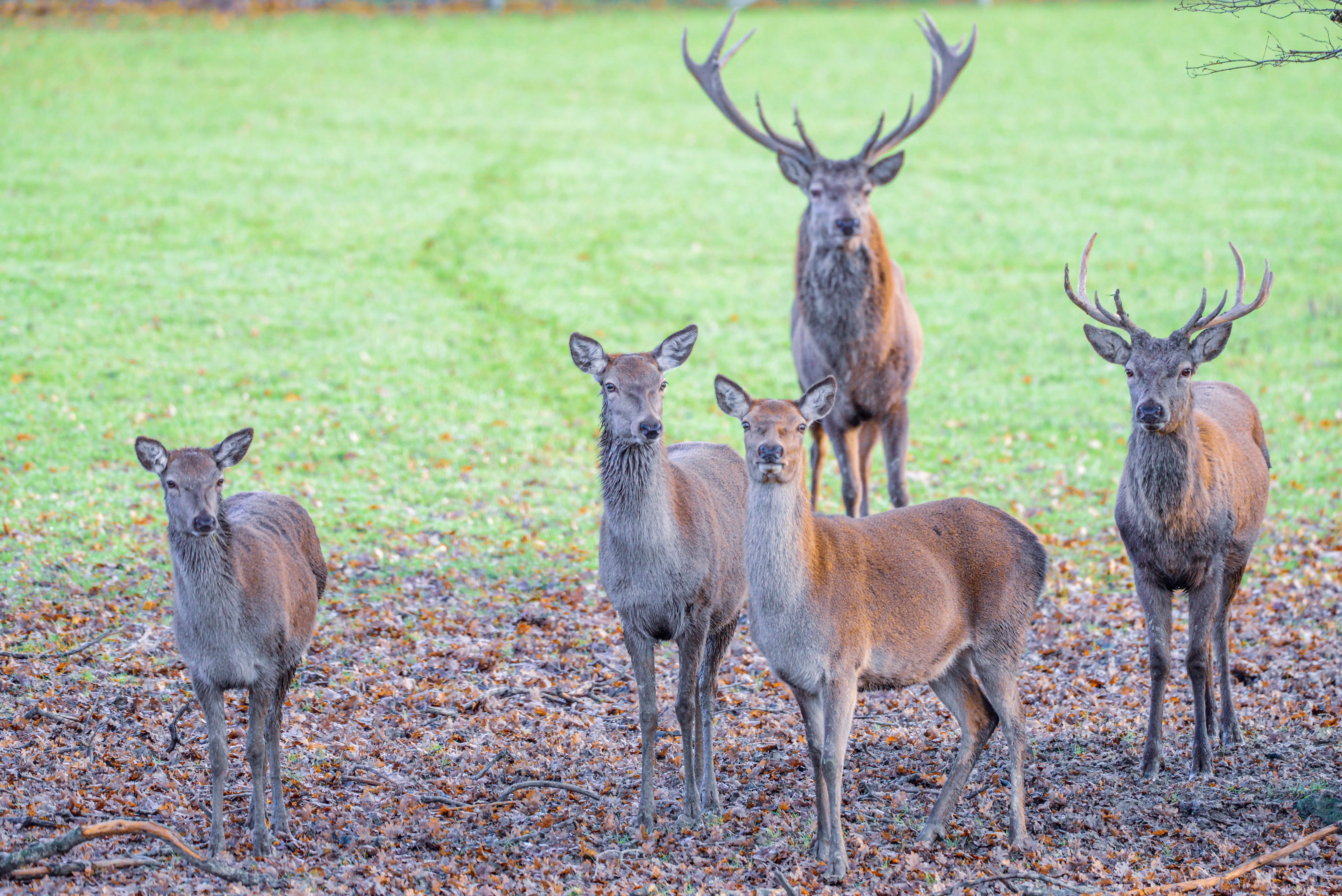 A herd of red deer, including a large stag with antlers and several females (hinds), stand in a field covered with autumn leaves and frost.