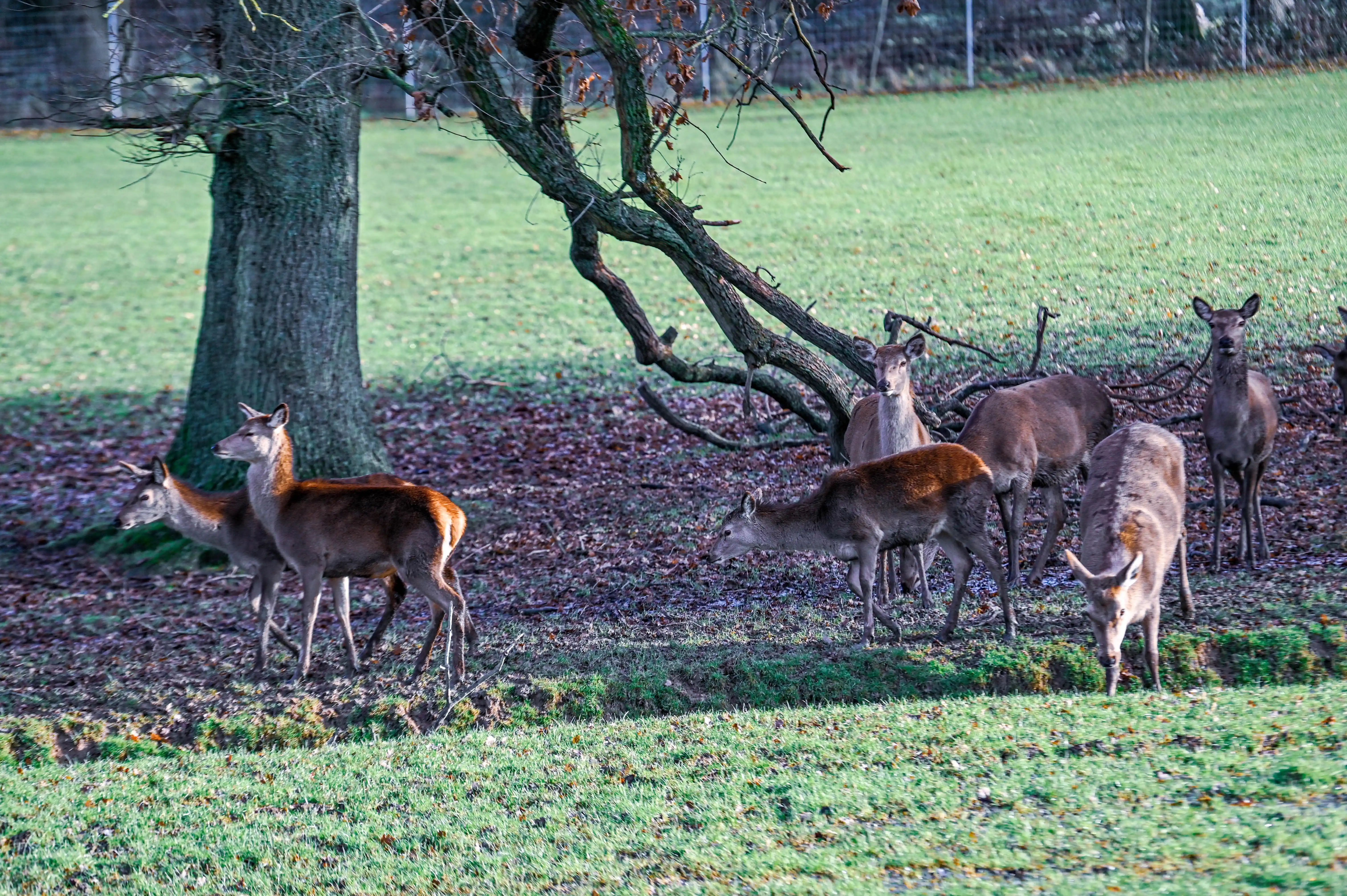 A group of red deer stand in a woodland clearing amongst fallen leaves, with a grassy field in the background.