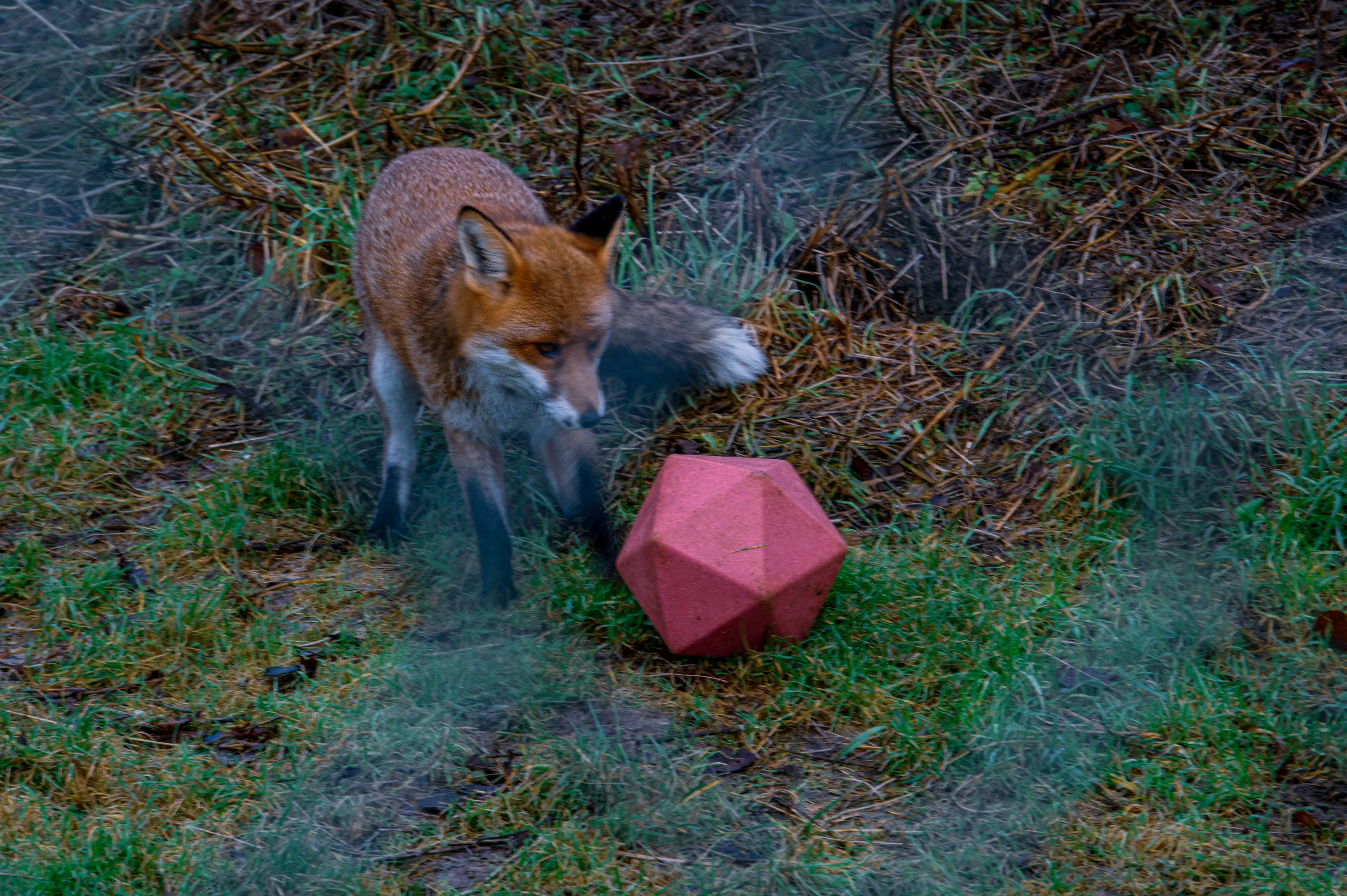A red fox with its characteristic white-tipped tail stands on damp grass, looking down at a red polyhedron. The background is a mixture of dry grass, leaves, and sparse green foliage.