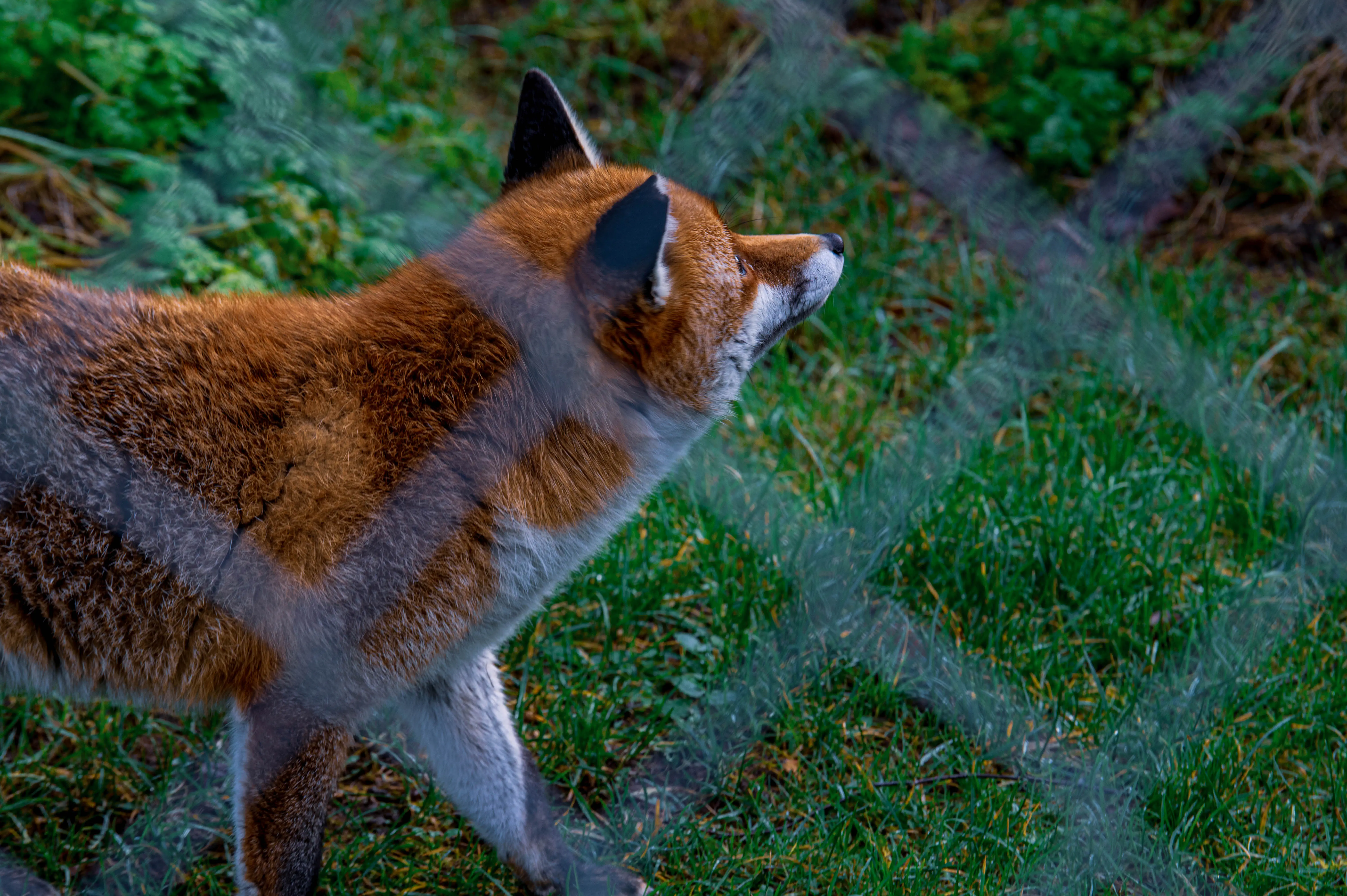 A red fox with auburn fur and white markings on its face sits amidst dry grasses and green undergrowth, its ears pointed forward attentively.