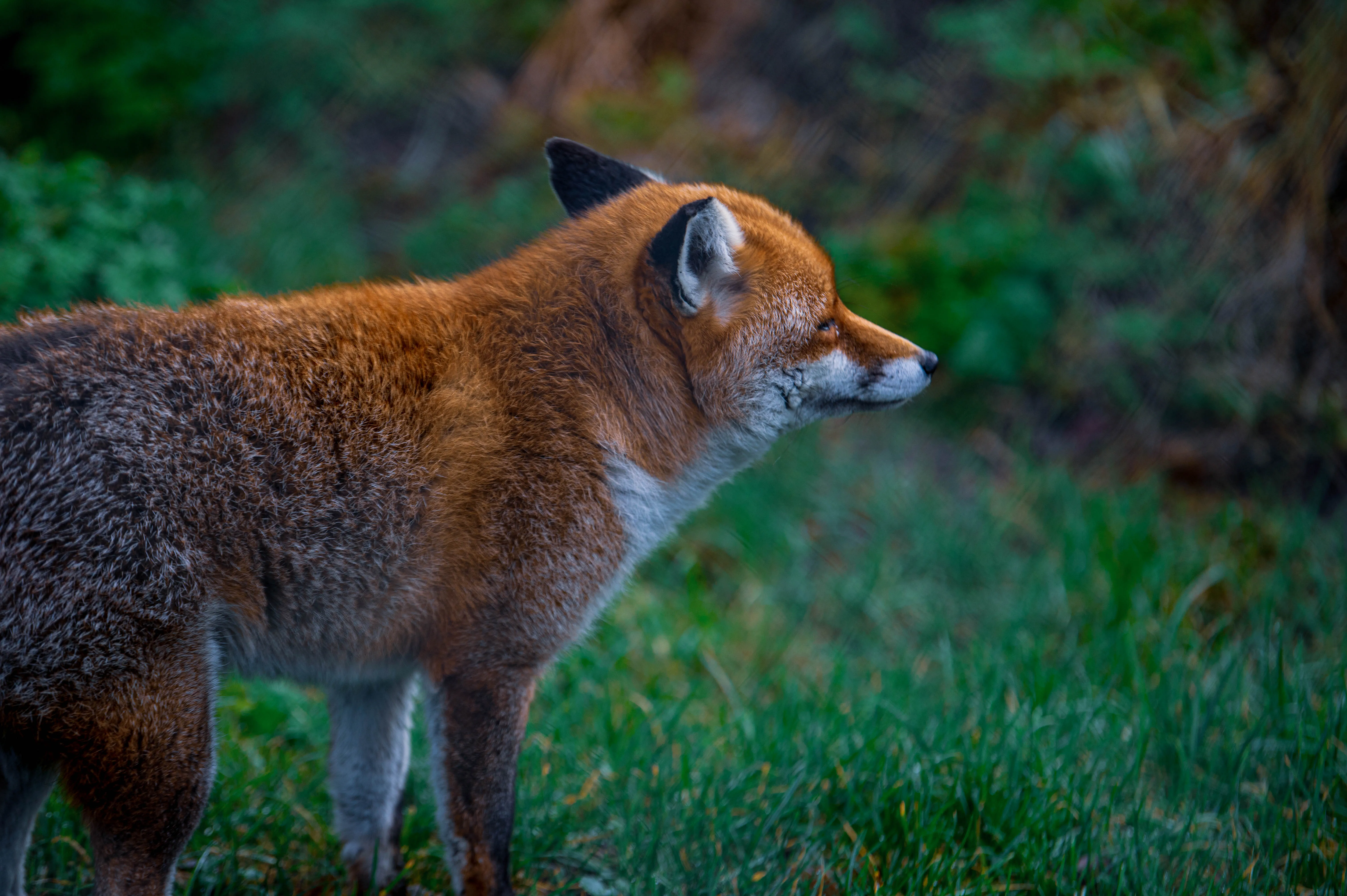 A close-up profile shot of a red fox standing in green grass, looking to the right.