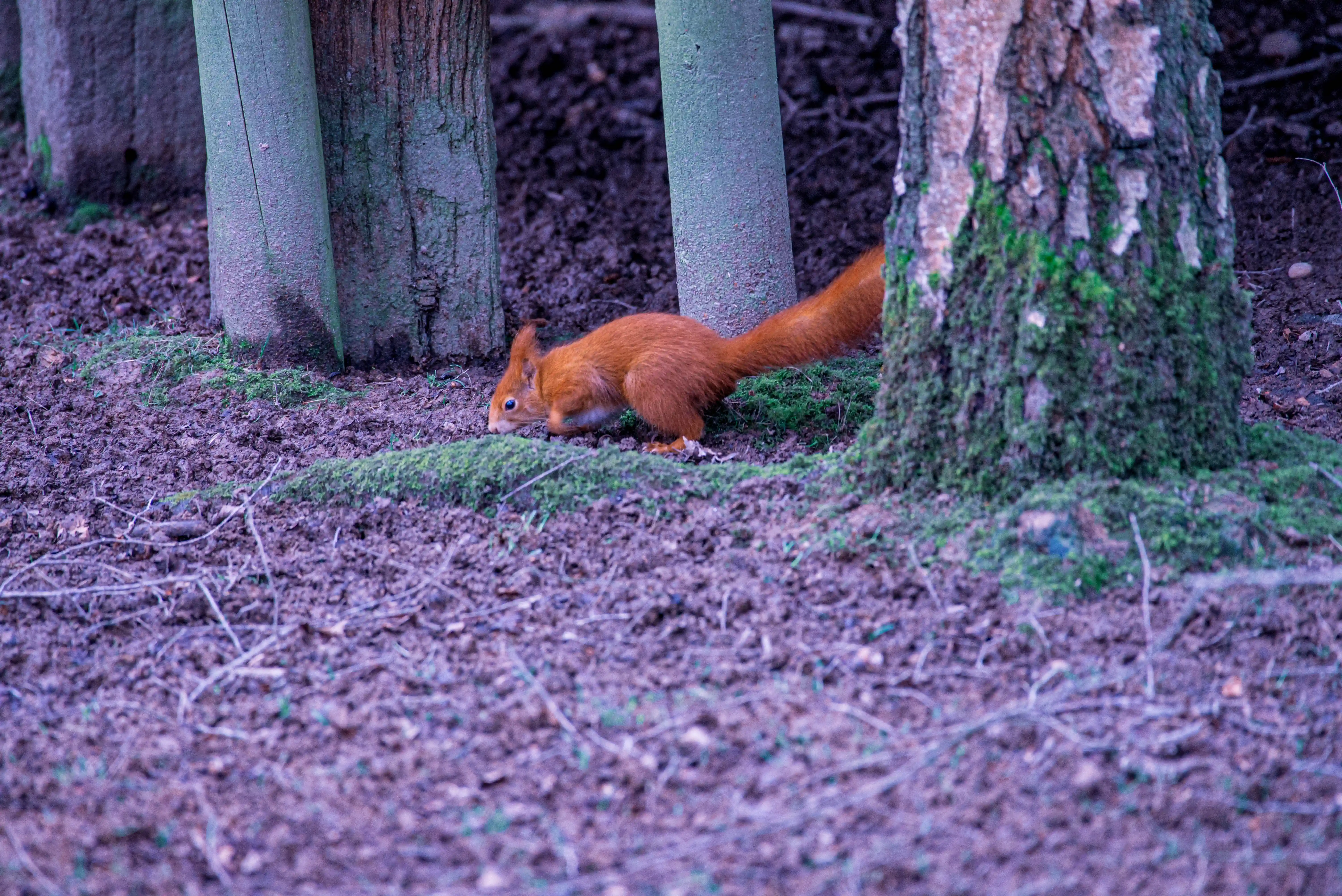A small, russet-red squirrel with a bushy tail is seen from the side, its head lowered to the ground as it searches for food near the base of a large, moss-covered tree.
