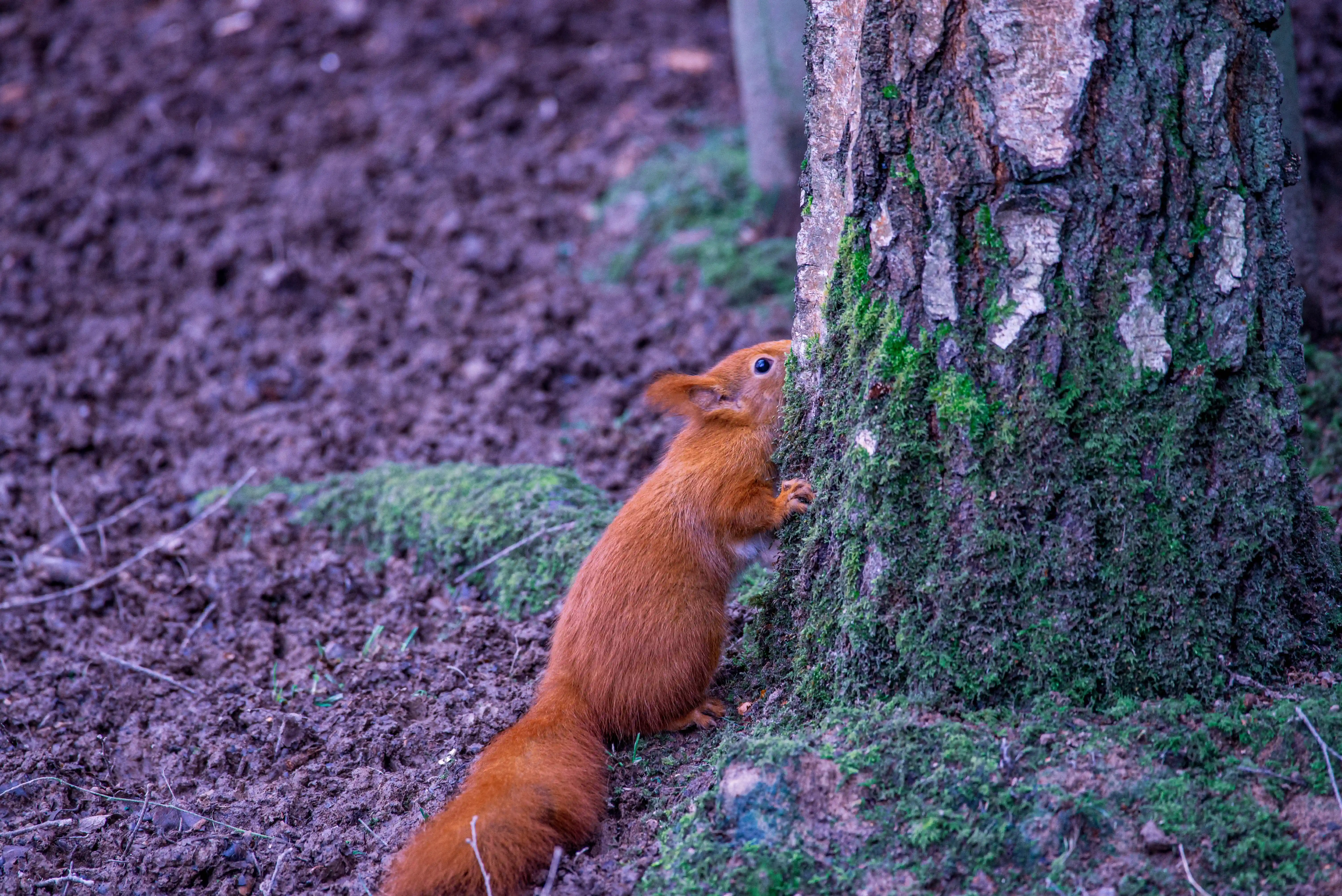 A close-up side view of a red squirrel with bright orange fur climbing up a rough tree trunk that is extensively covered in green moss.