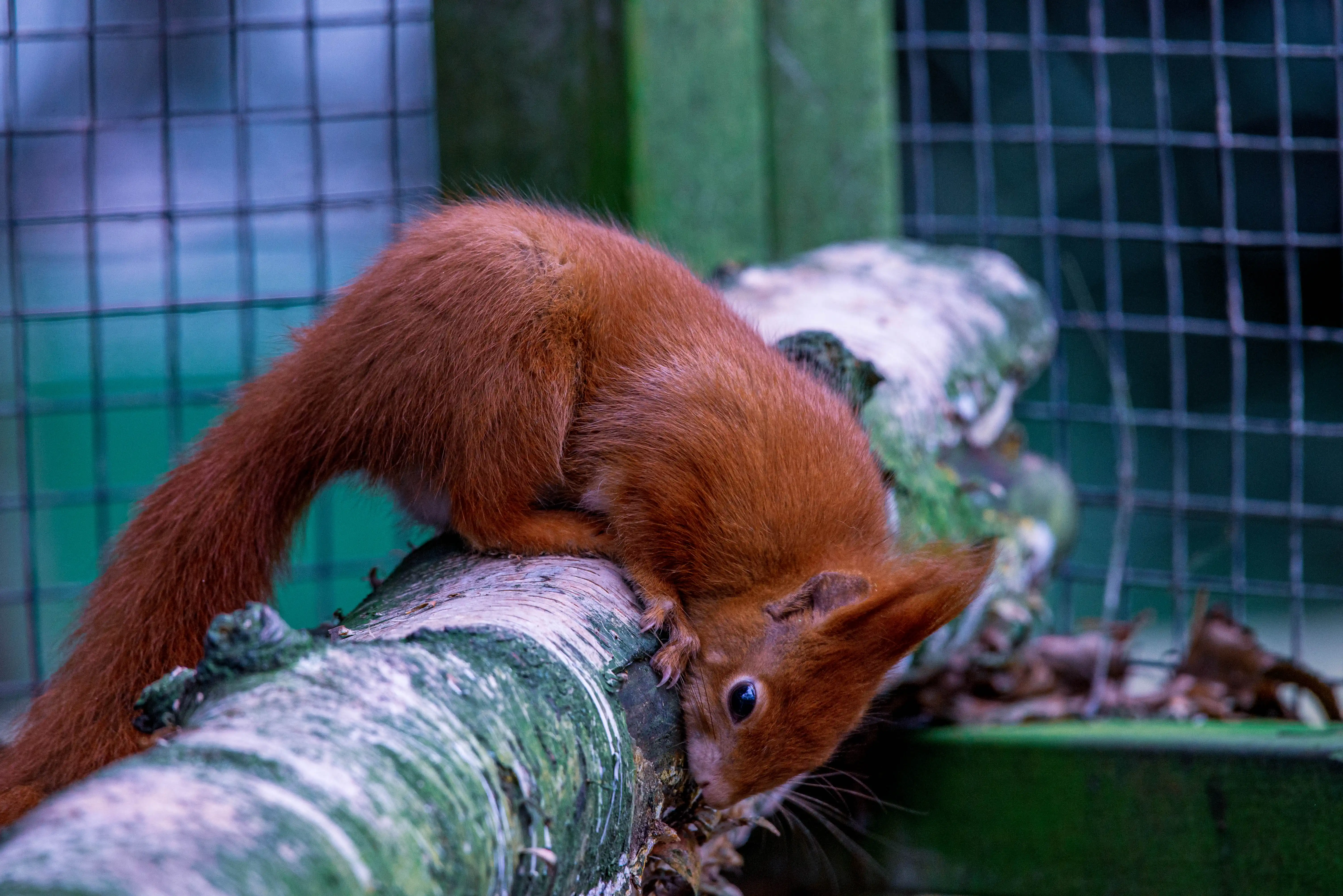 A close-up, slightly low-angle shot shows a red squirrel with rich auburn fur perched on a mossy log. Its body is curved as it leans forward, head down, with a large, bushy tail extending to the left. The background is blurred, featuring a dark green surface and a grid-like pattern of a wire fence.