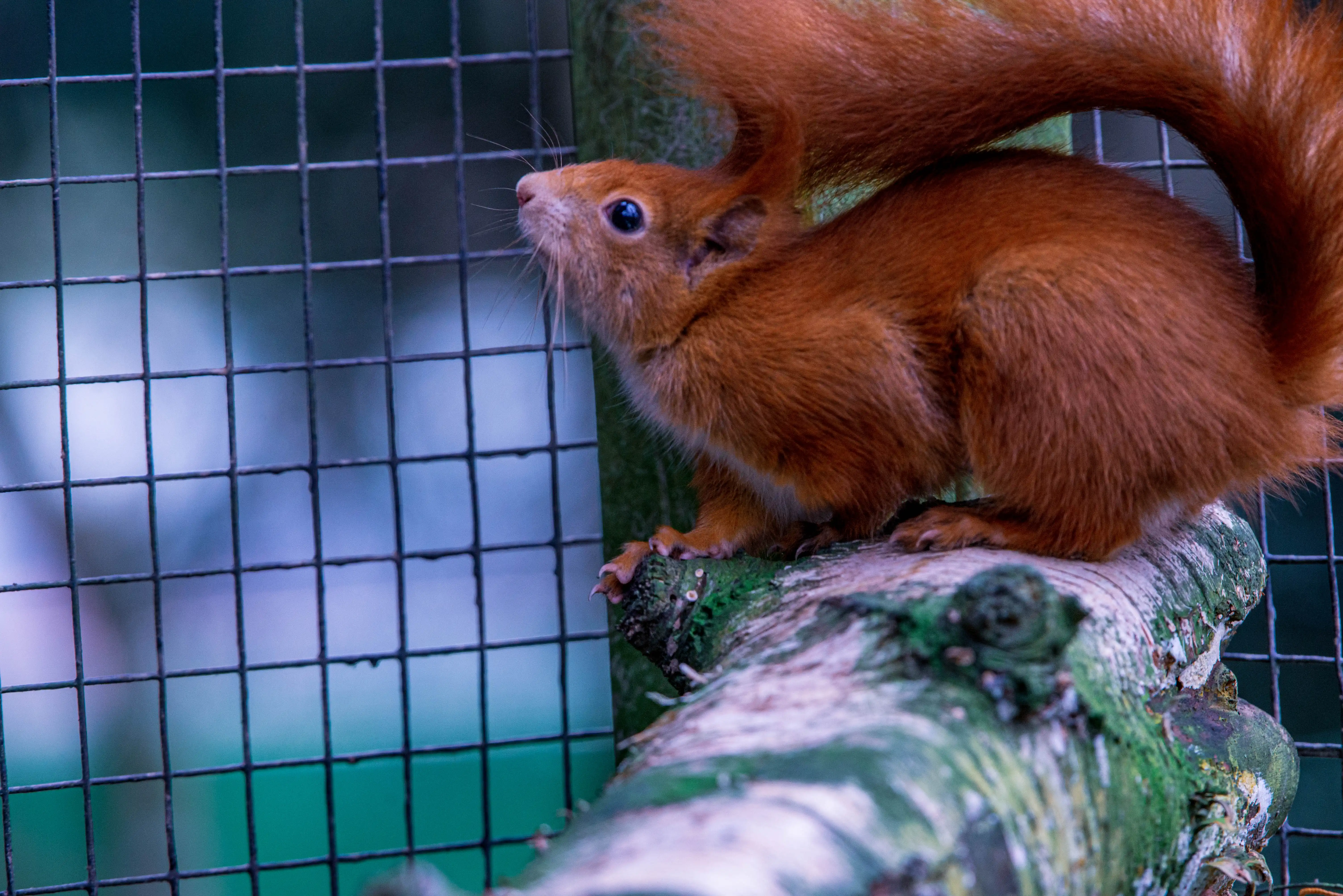 A small, rusty-red squirrel sits on a weathered log, looking upwards. Its large, dark eye is visible, along with its whiskers. A wire cage is in front of the squirrel, and the log has patches of green moss and lichen.
