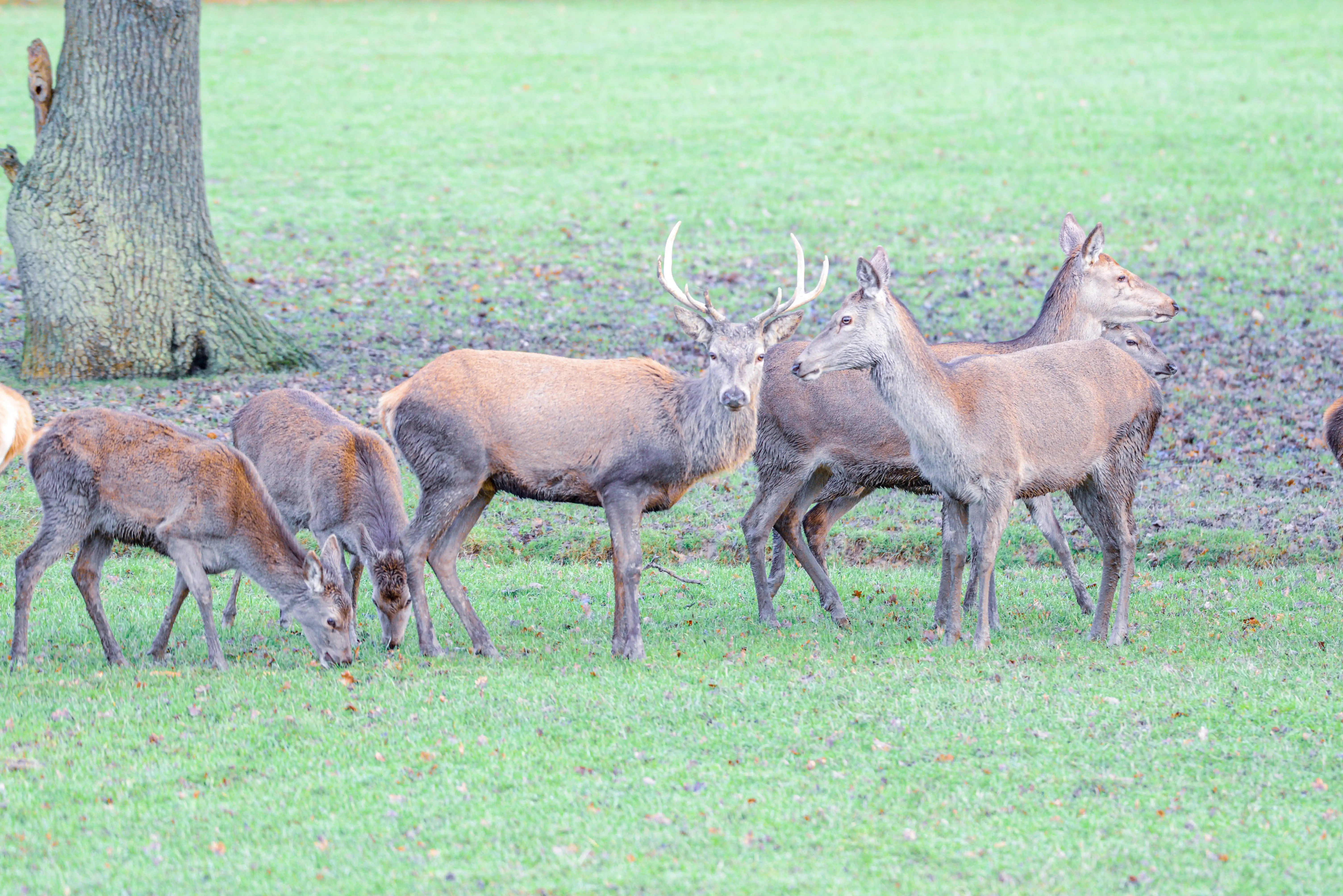 Group of deer, including a stag with antlers, grazing on grass in a parkland setting beside a tree.