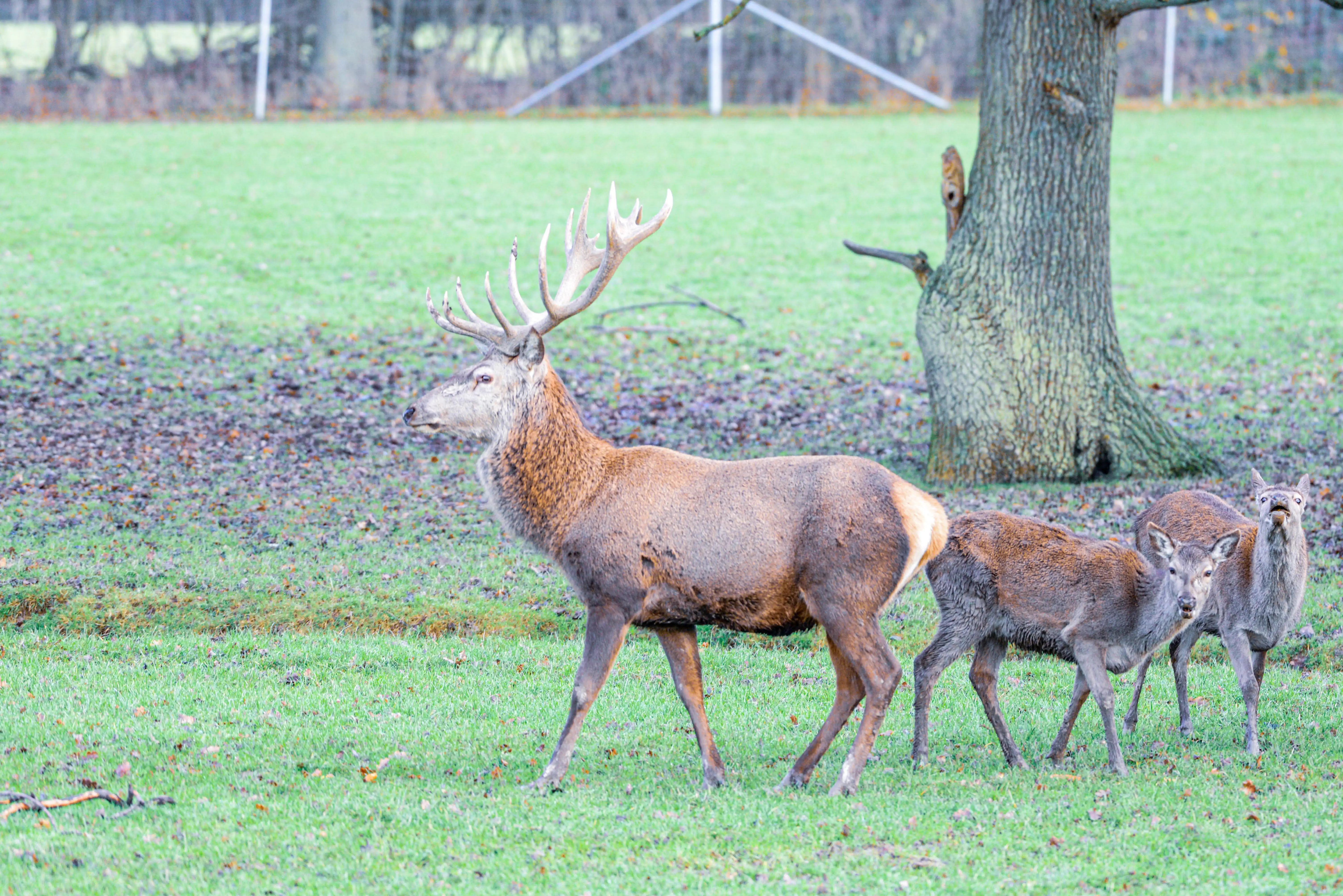 A large red deer stag with prominent antlers walks to the left in a green field covered with fallen leaves. Three younger deer are behind it, with one looking directly at the camera with its mouth open. A large tree trunk is visible to the right.
