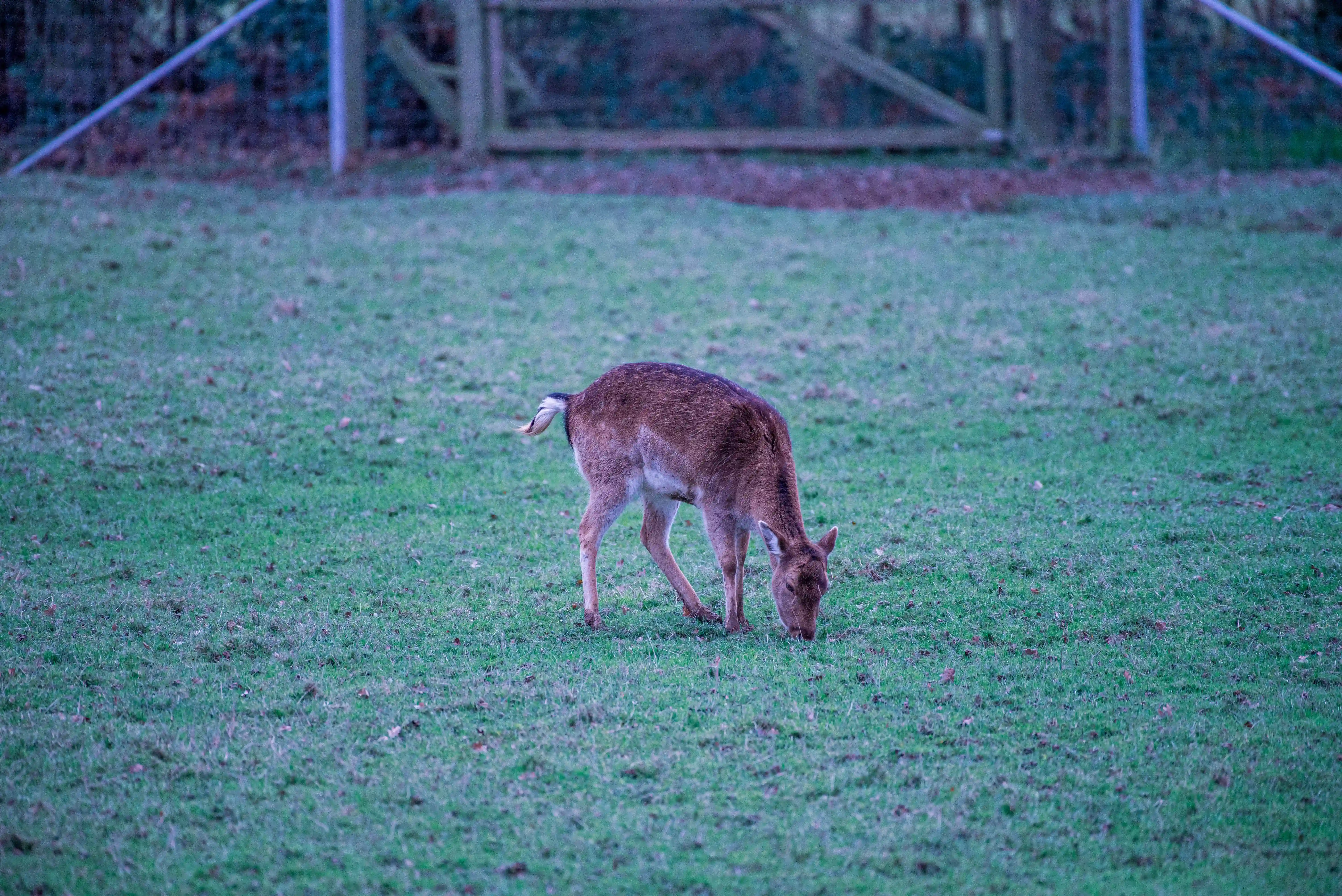 A young brown deer with a white tail tuft bends its head to graze on a green, slightly sparse grassy field. A wooden fence is visible in the blurred background.