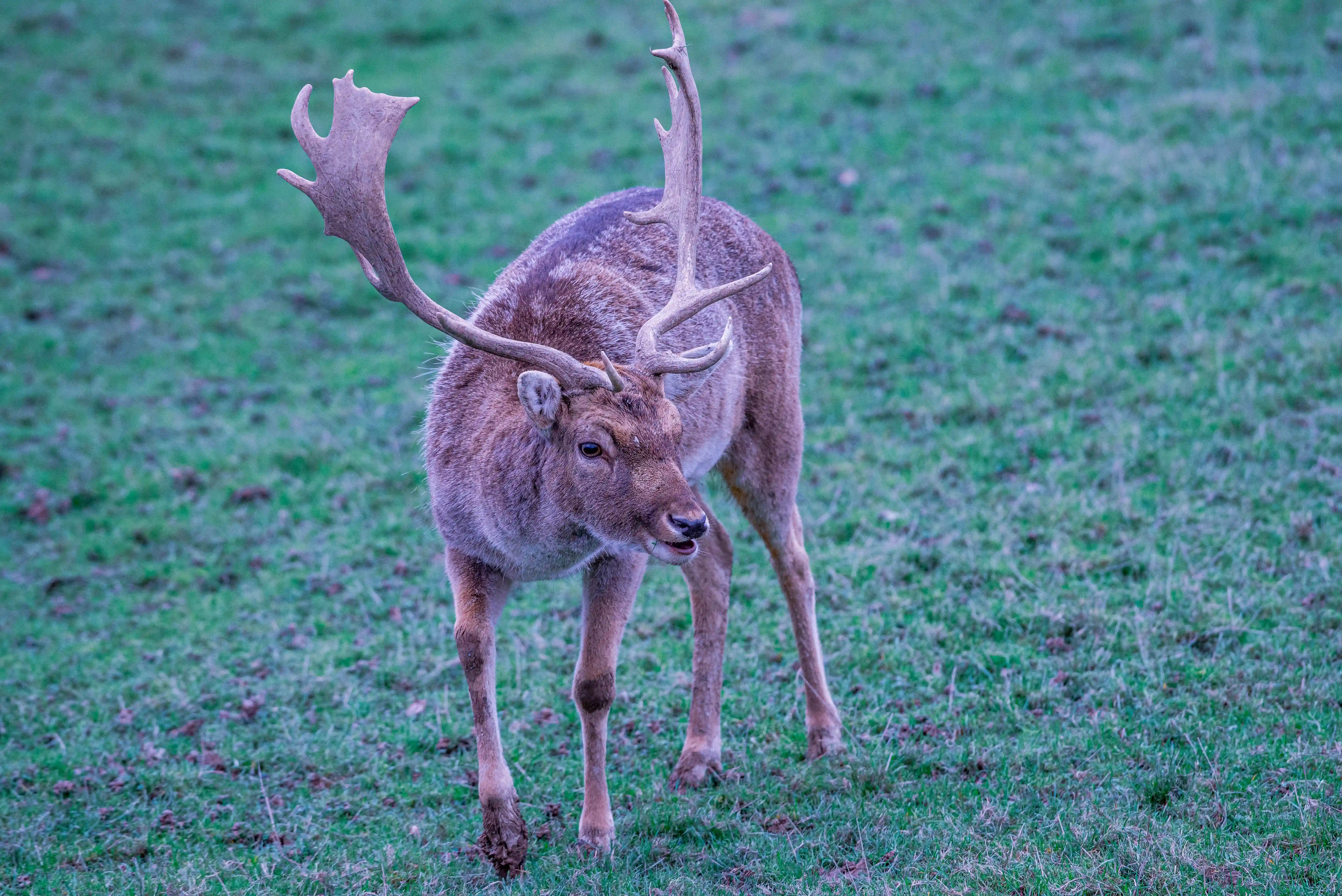 A male fallow deer with large, palm-shaped antlers stands in a green, slightly uneven grass field, looking to its right.