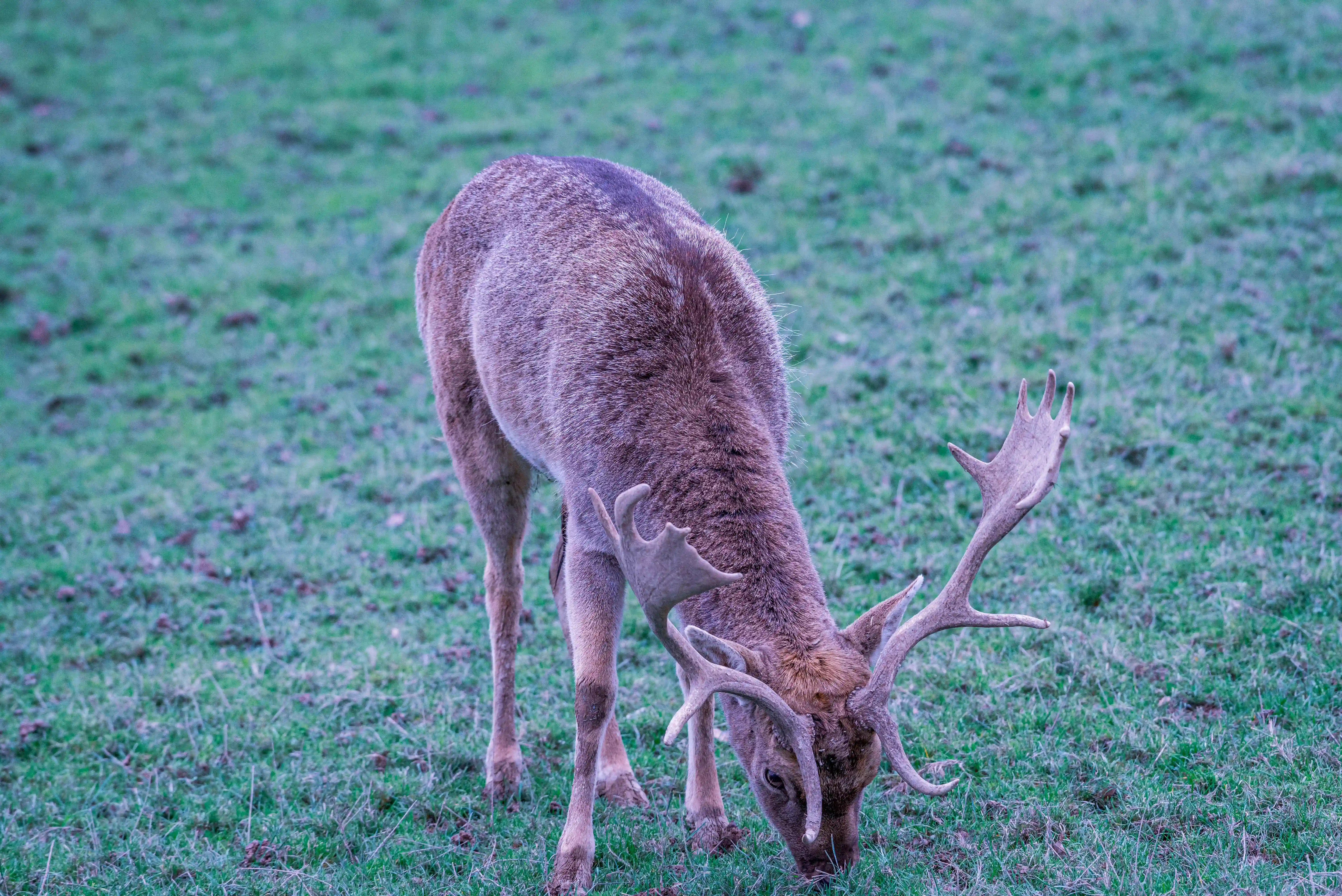 Stag with branched antlers grazing on grass in a parkland field.