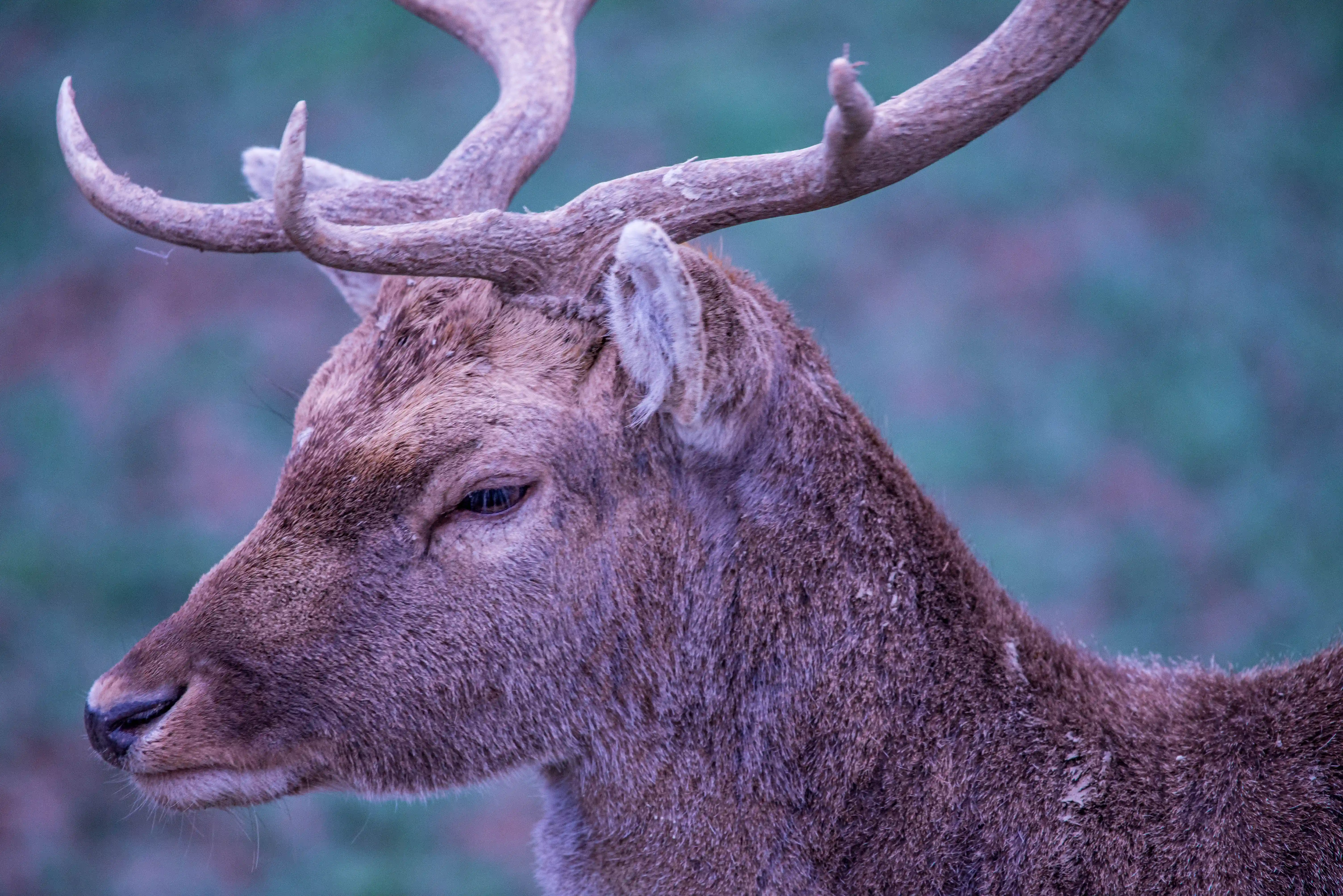 A profile view of a stag's head and antlers against a muted, out-of-focus green and purple background.