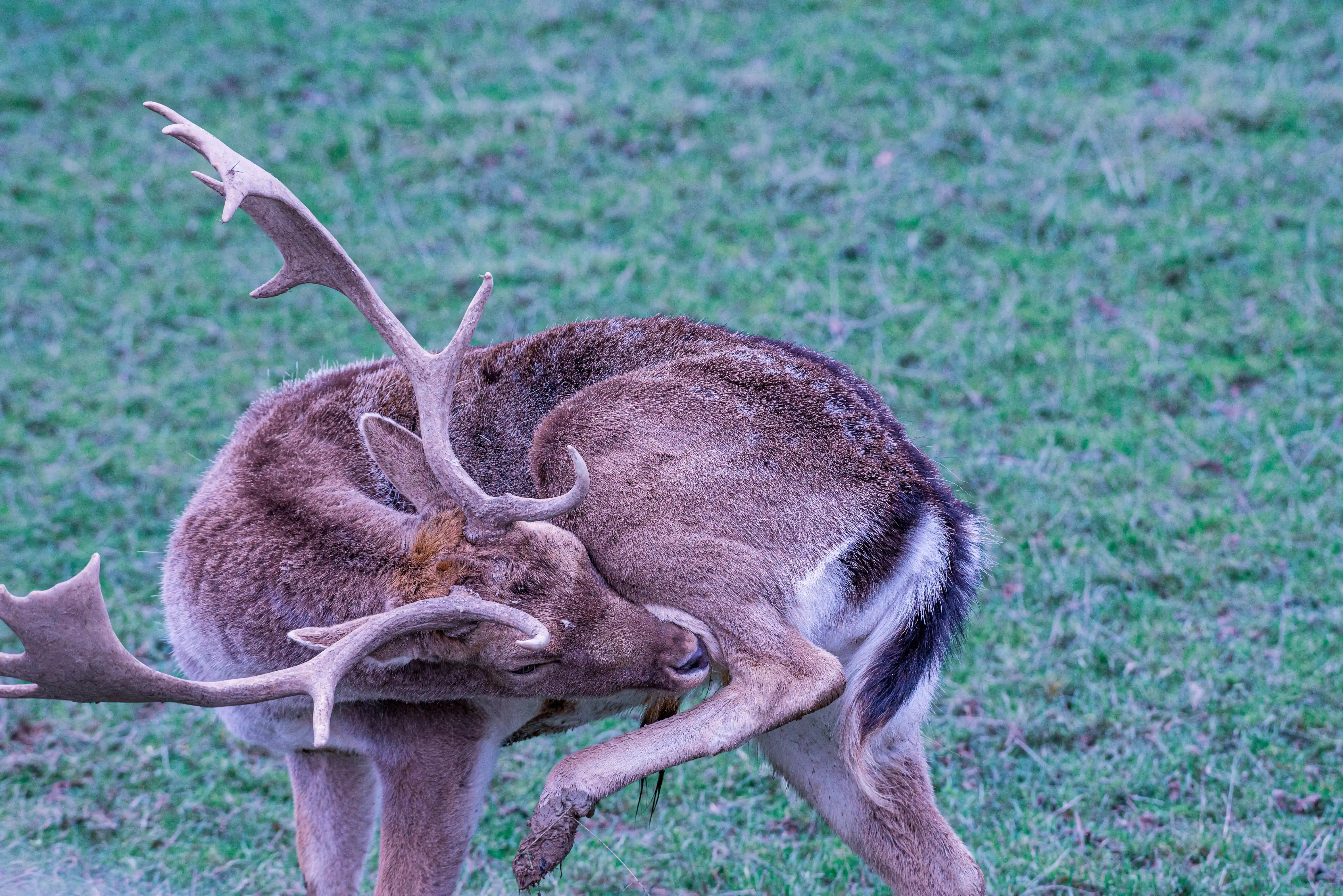 Stag with branched antlers bending to groom its hind leg on grassy ground.