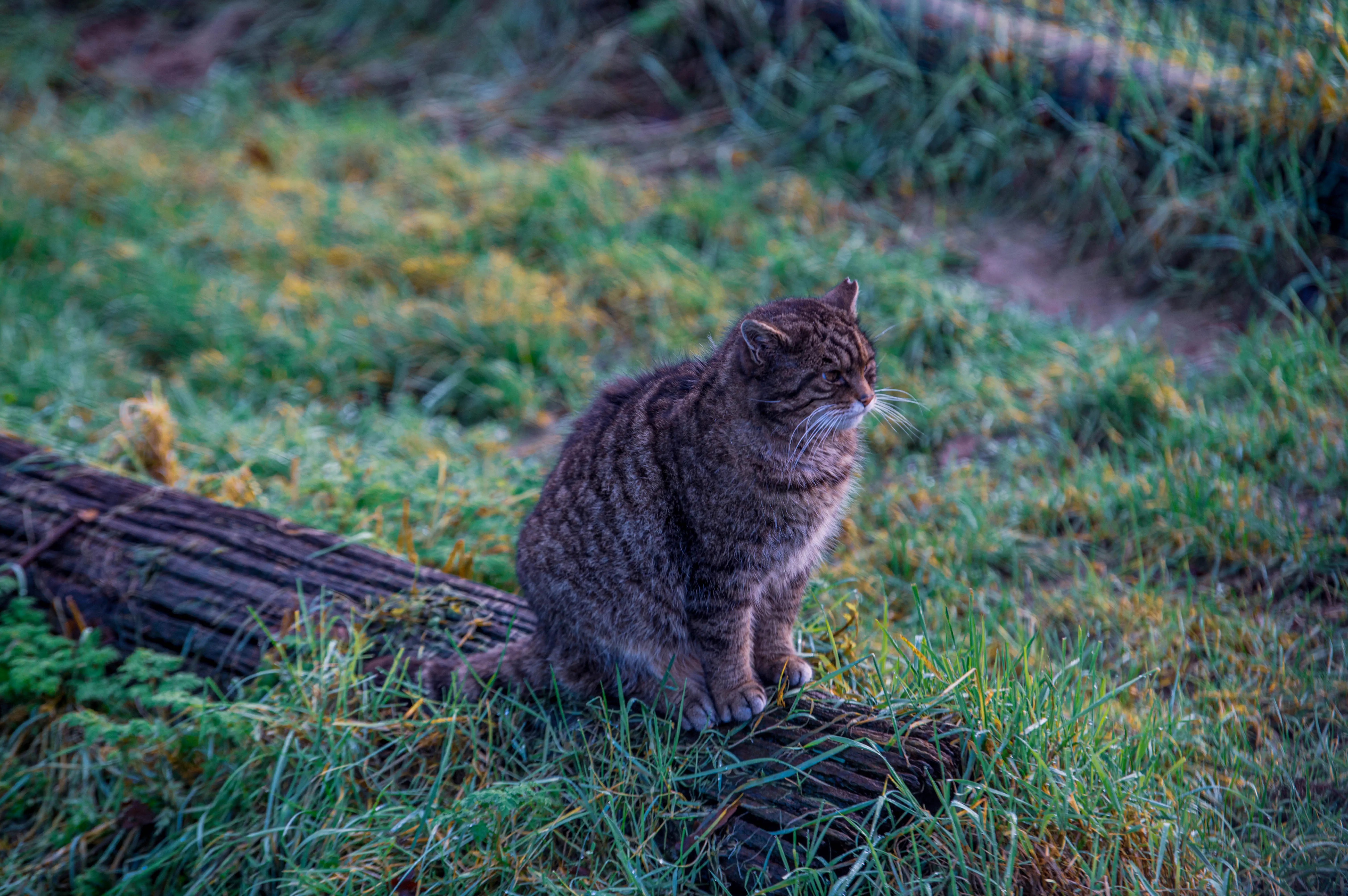 A Scottish wildcat with grey and black tabby markings sits facing forward on a dark, weathered log. The wildcat has white whiskers and alert ears. The background is a blur of green and yellow grass.