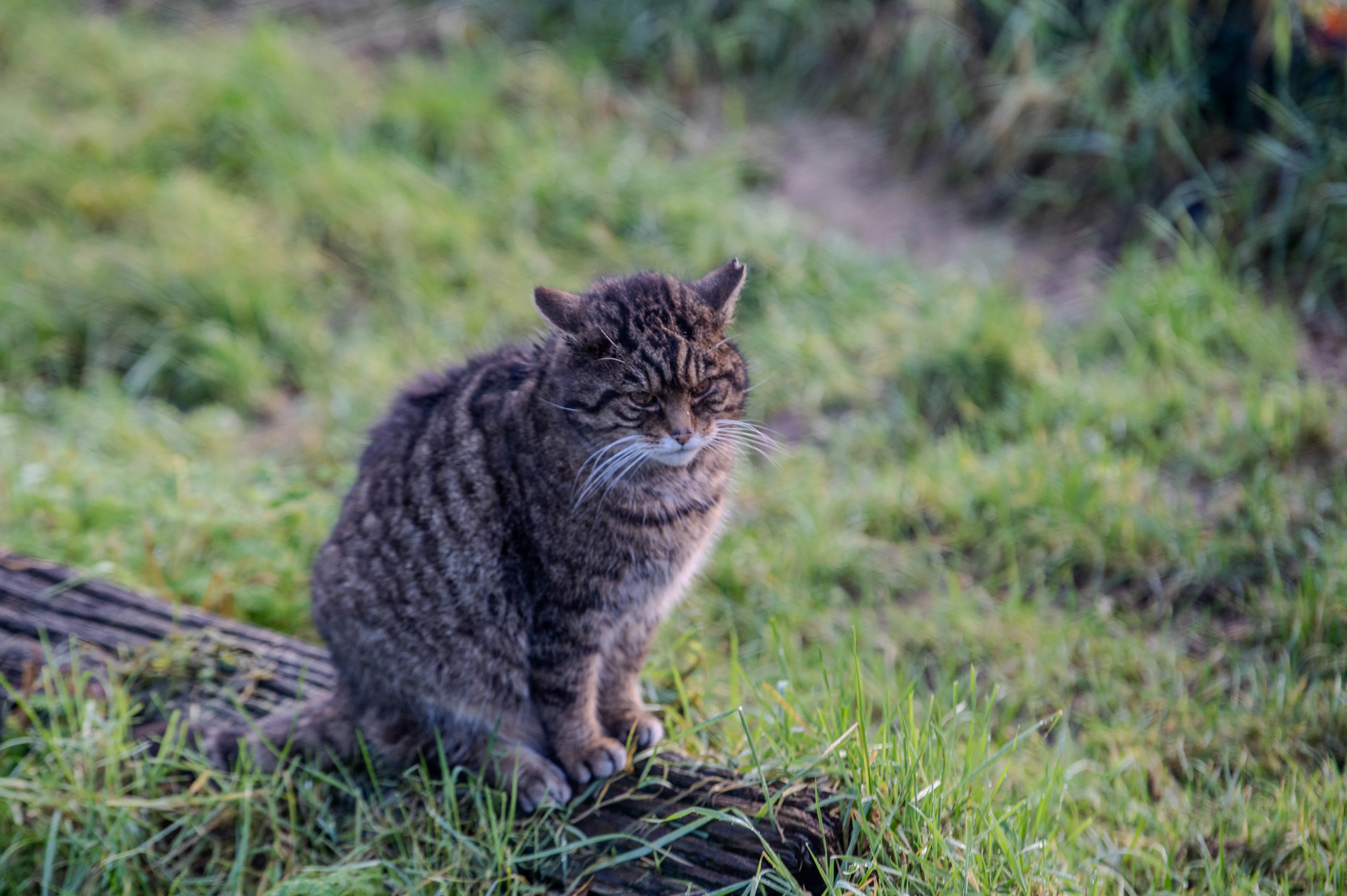 A Scottish wildcat with grey and black tabby markings sits facing forward on a dark, weathered log. The wildcat has white whiskers and alert ears. The background is a blur of green and yellow grass.
