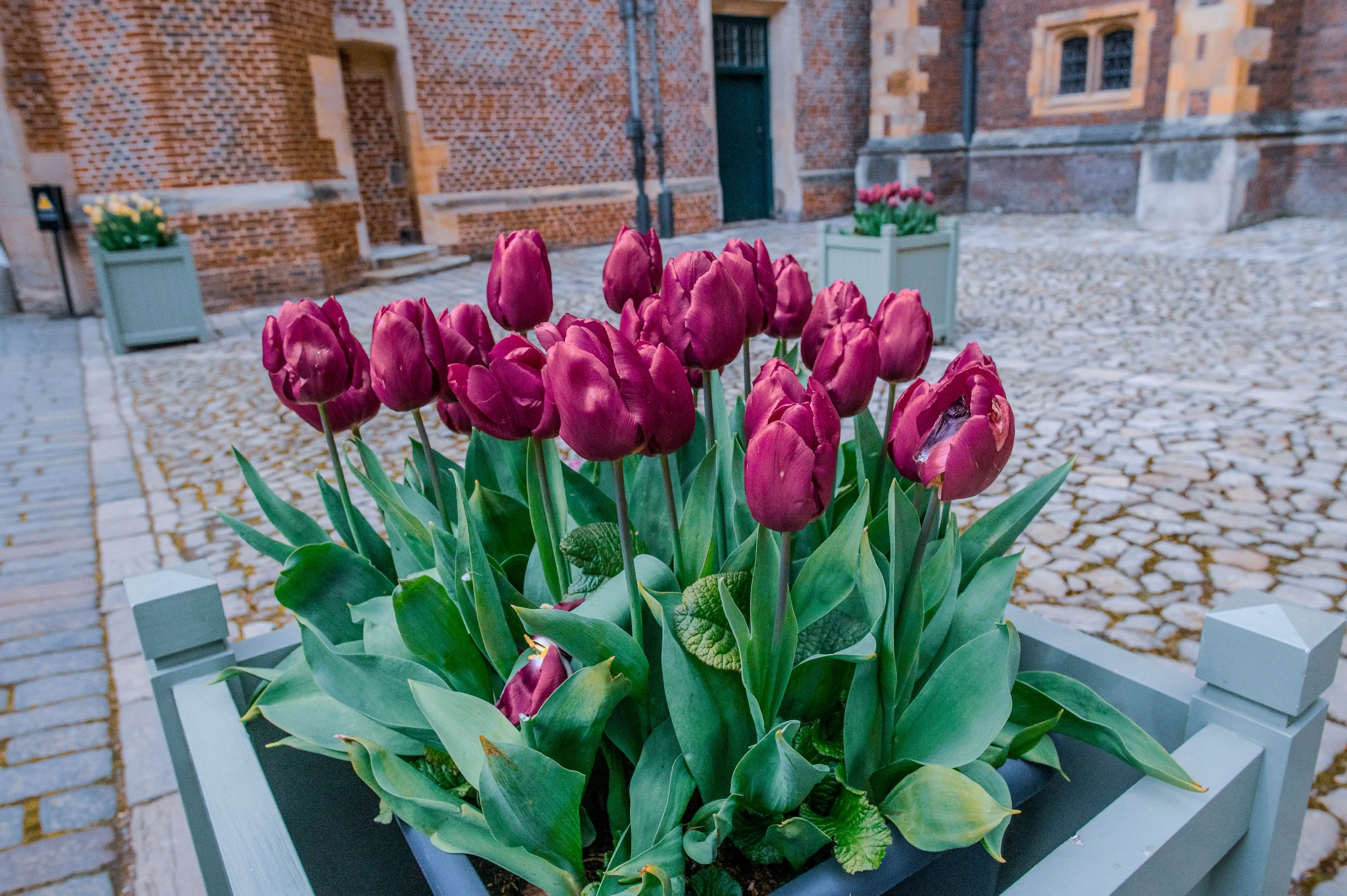 A planter of vibrant purple tulips in full bloom, with lush green leaves, stands in a cobbled courtyard beside a historic brick building.