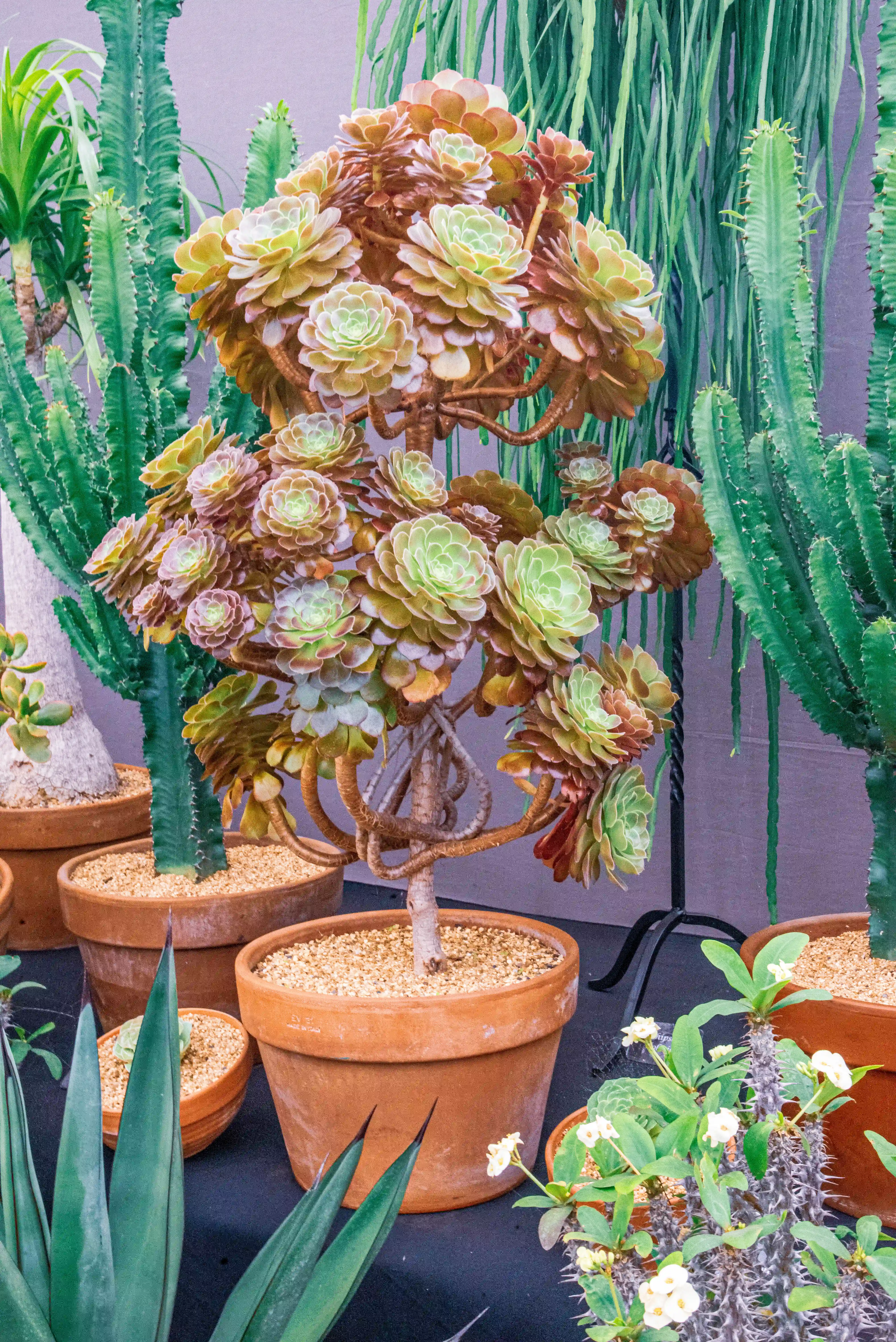 A close-up view of a collection of succulents and cacti in terracotta pots. A large Aeonium succulent with layered green and brown leaves is the focal point, surrounded by spiky green cacti and small white-flowered succulents.