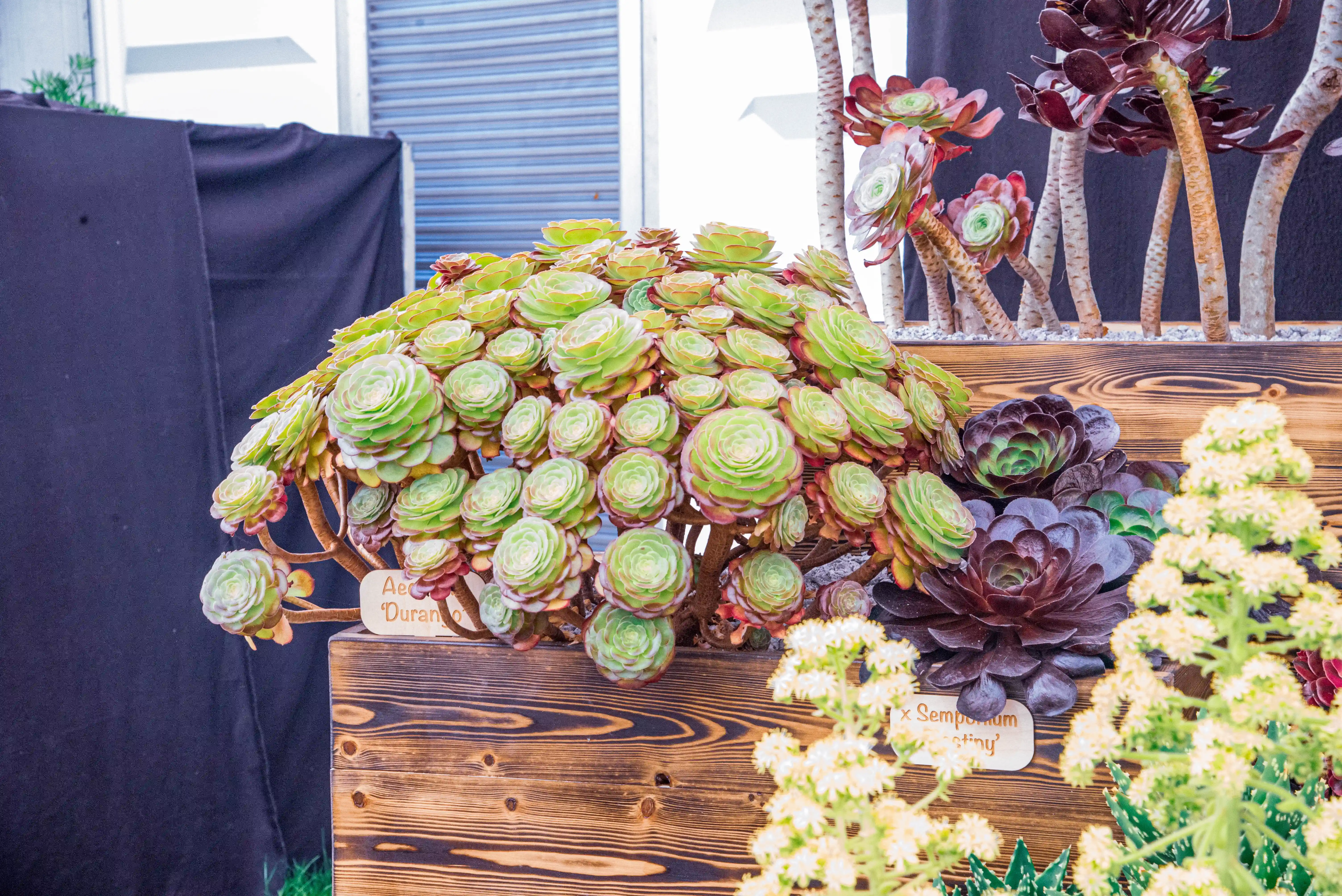 A close-up shot of a display of Aeonium succulents. In the foreground is a large, bushy Aeonium with light green, tightly packed rosettes edged in pink. To its right, a darker purple Aeonium with broad, layered leaves is visible. In the lower right corner, a cluster of small, pale yellow flowers on a tall stalk adds a contrasting element. The succulents are presented in wooden planters.