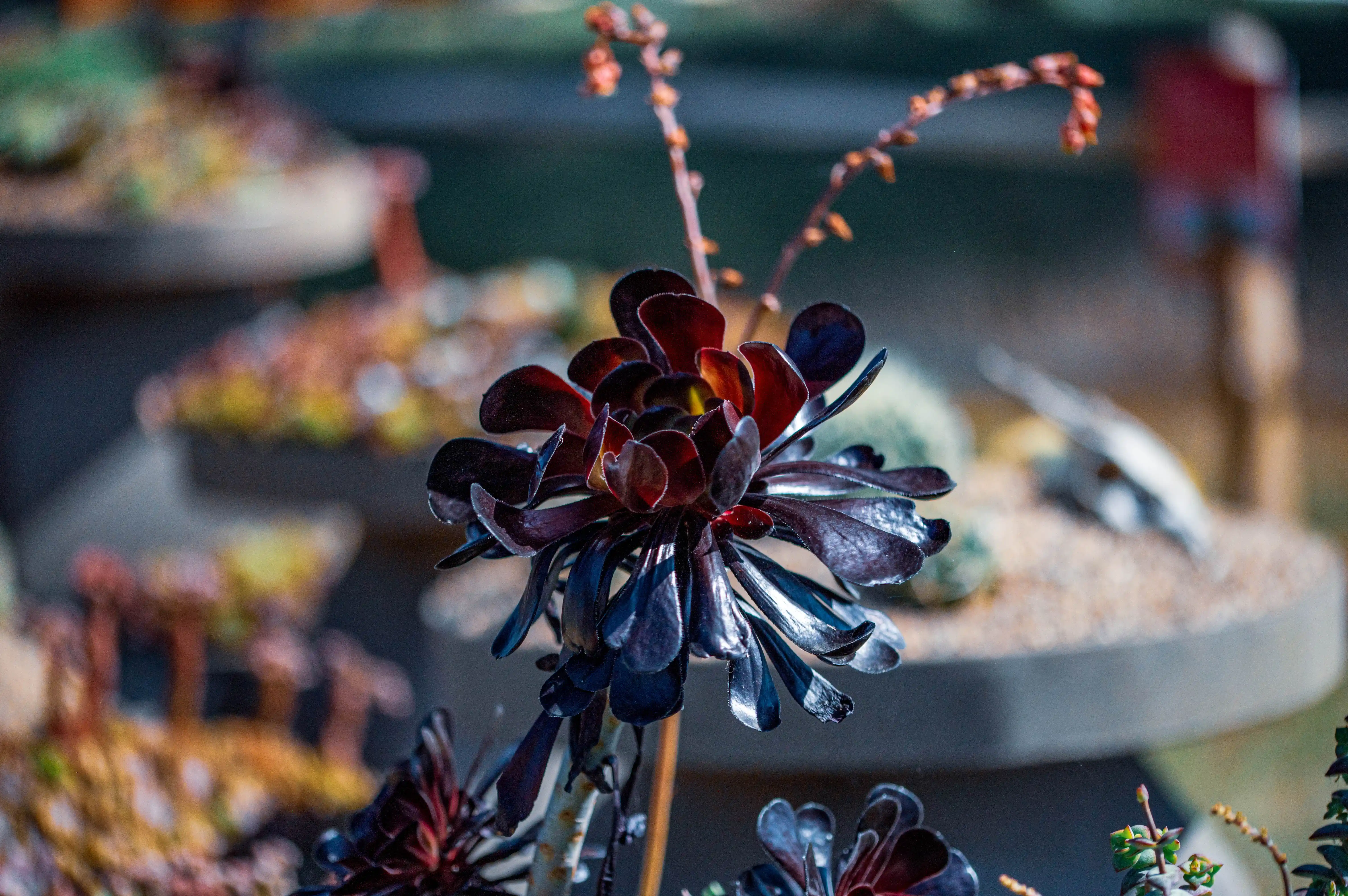 Close-up of a dark, almost black Aeonium succulent with layered, petal-like leaves arranged in a rosette. A dry, branching stem with small buds is visible above the bloom. The background is softly blurred.