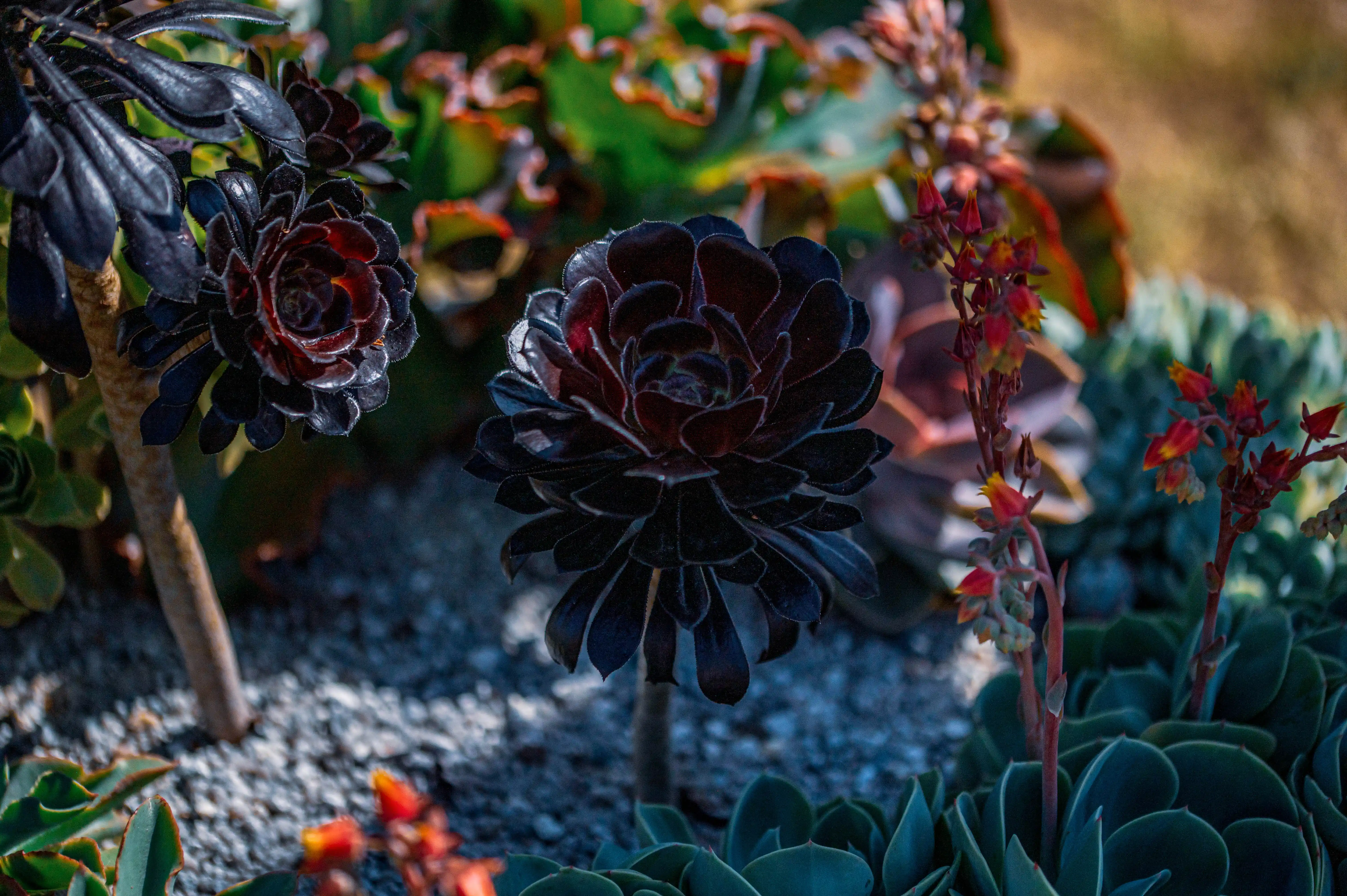 A close-up photograph featuring a cluster of dark, almost black, succulent rosettes with hints of deep red at their centres. In the background and foreground, other succulents are visible, including some with vibrant, delicate red and orange flower spikes.